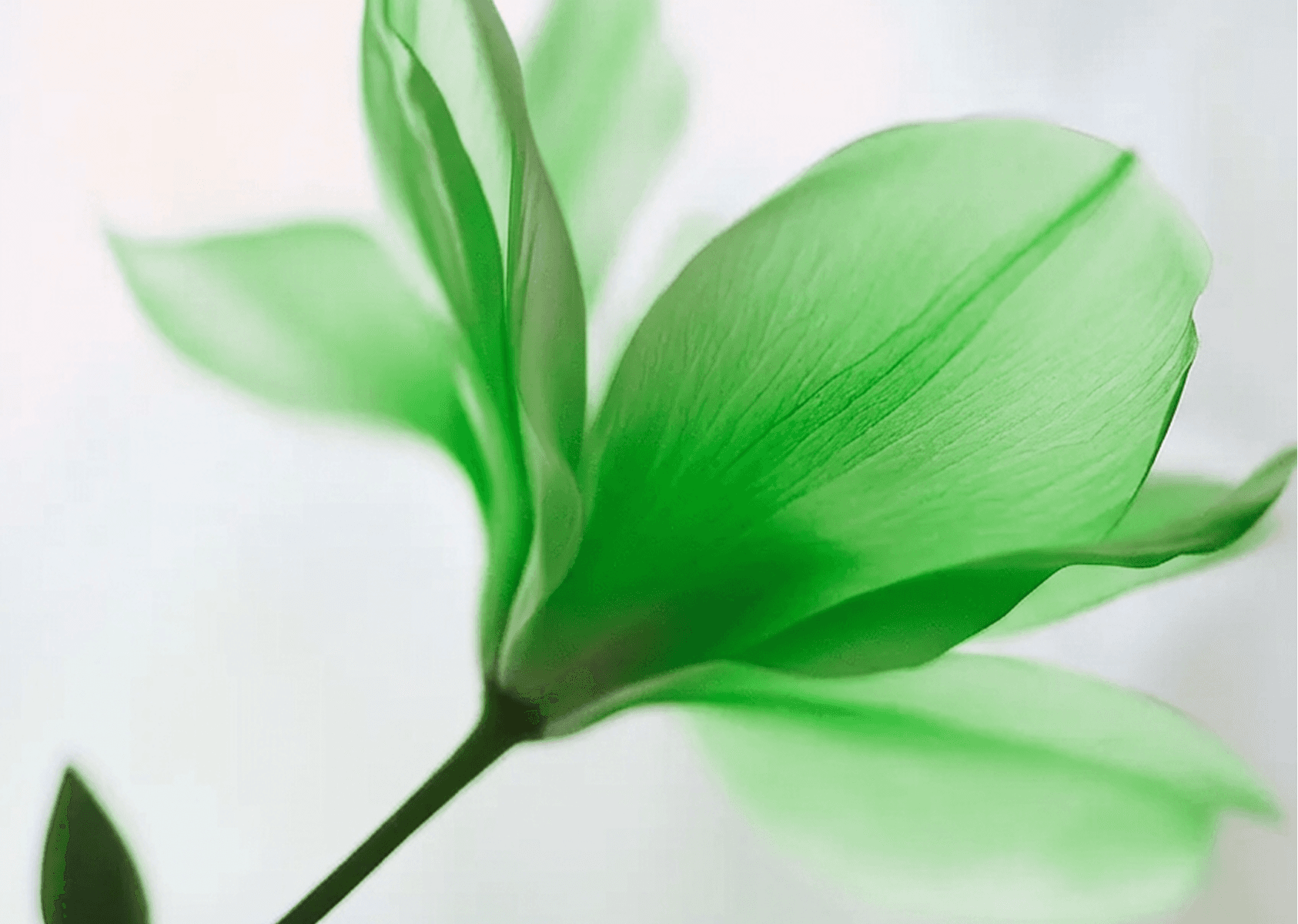 Close-up of translucent green flower petals with veins.