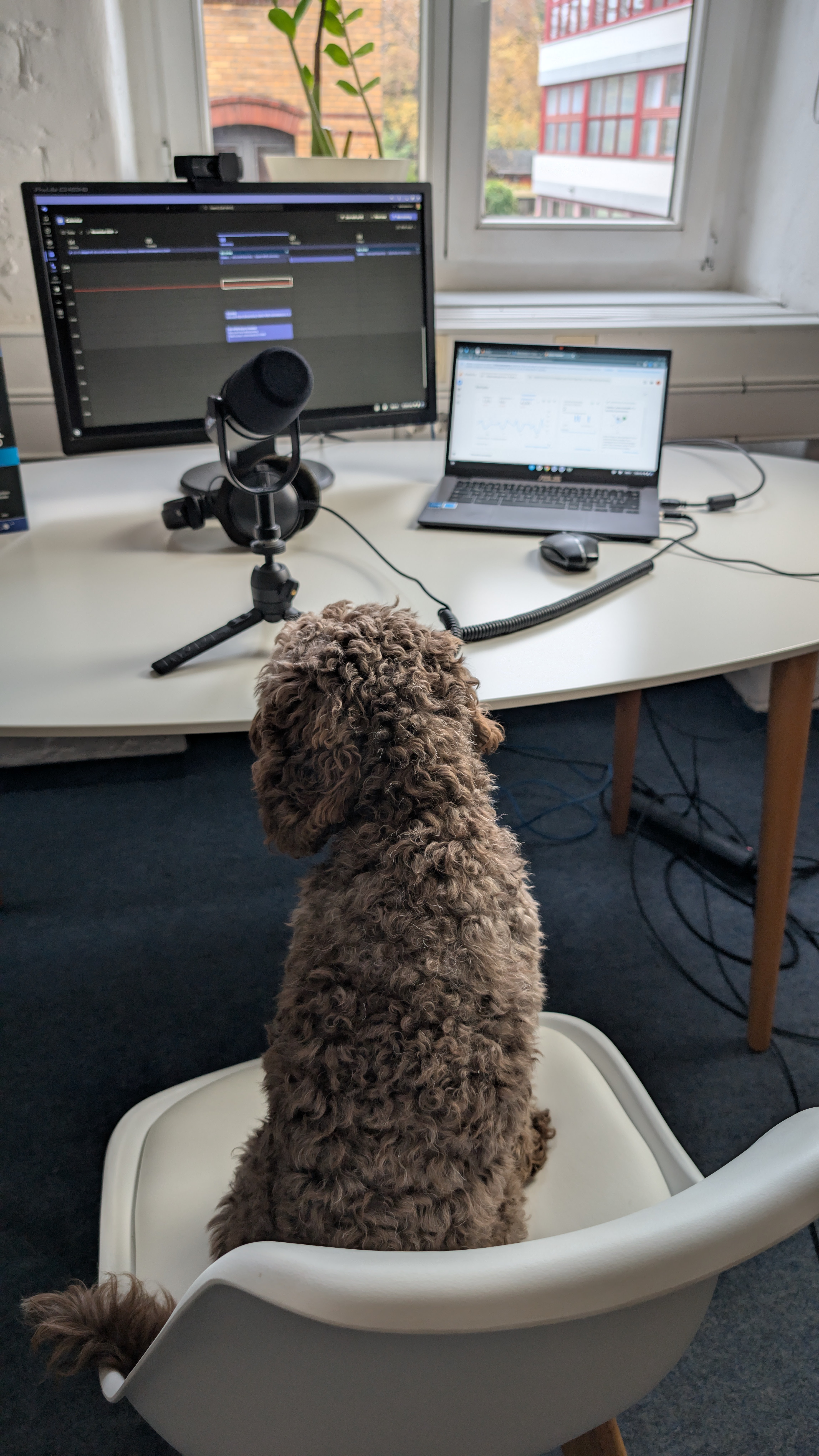 Ein Hund sitzt auf einem Stuhl vor einem Mikrofon - internetwarriors