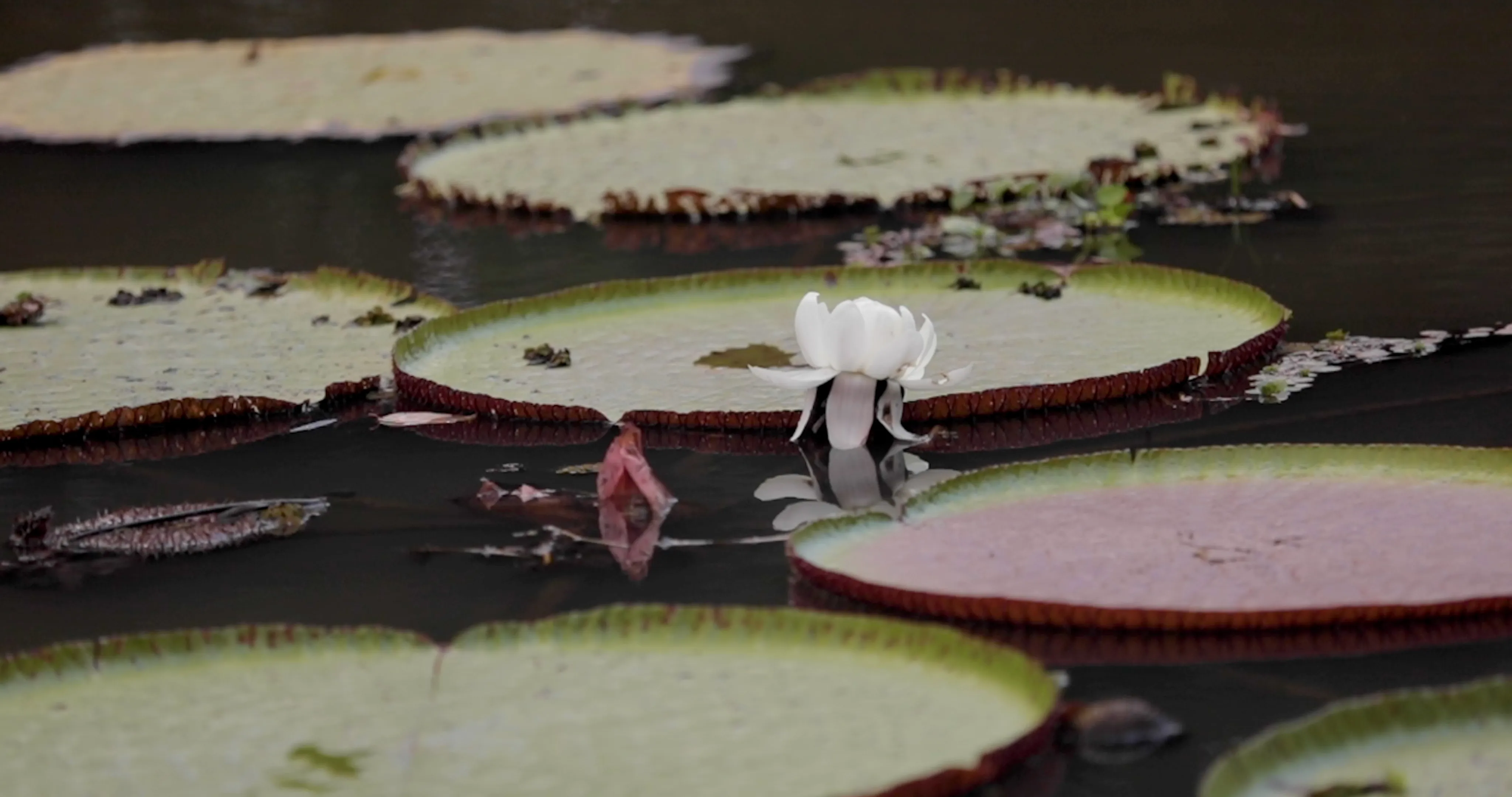 two beautiful flowers growing in the Amazon