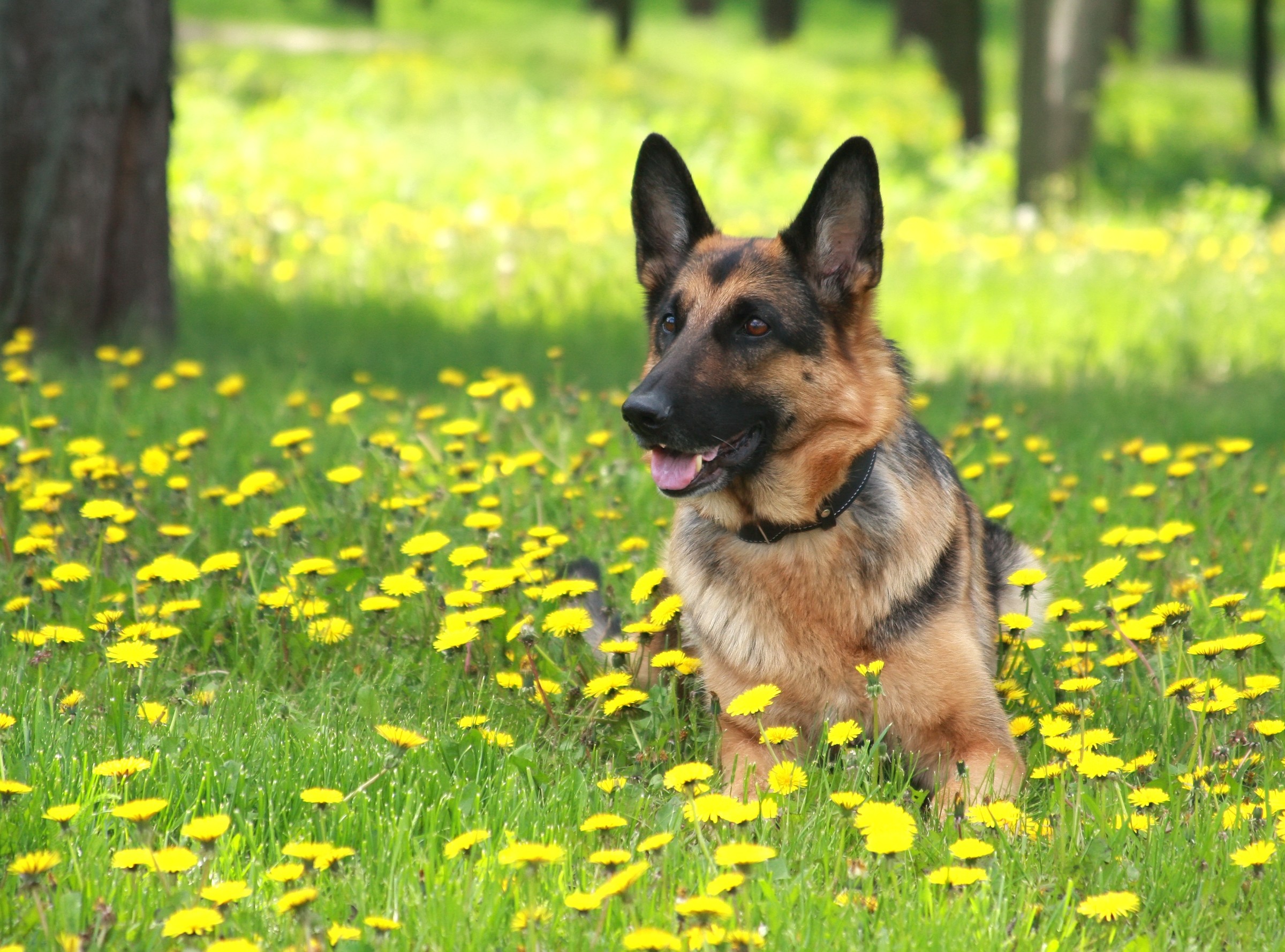 German Shepherd's personality