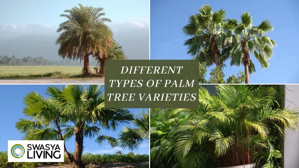 Different Types of Palm Tree Varieties