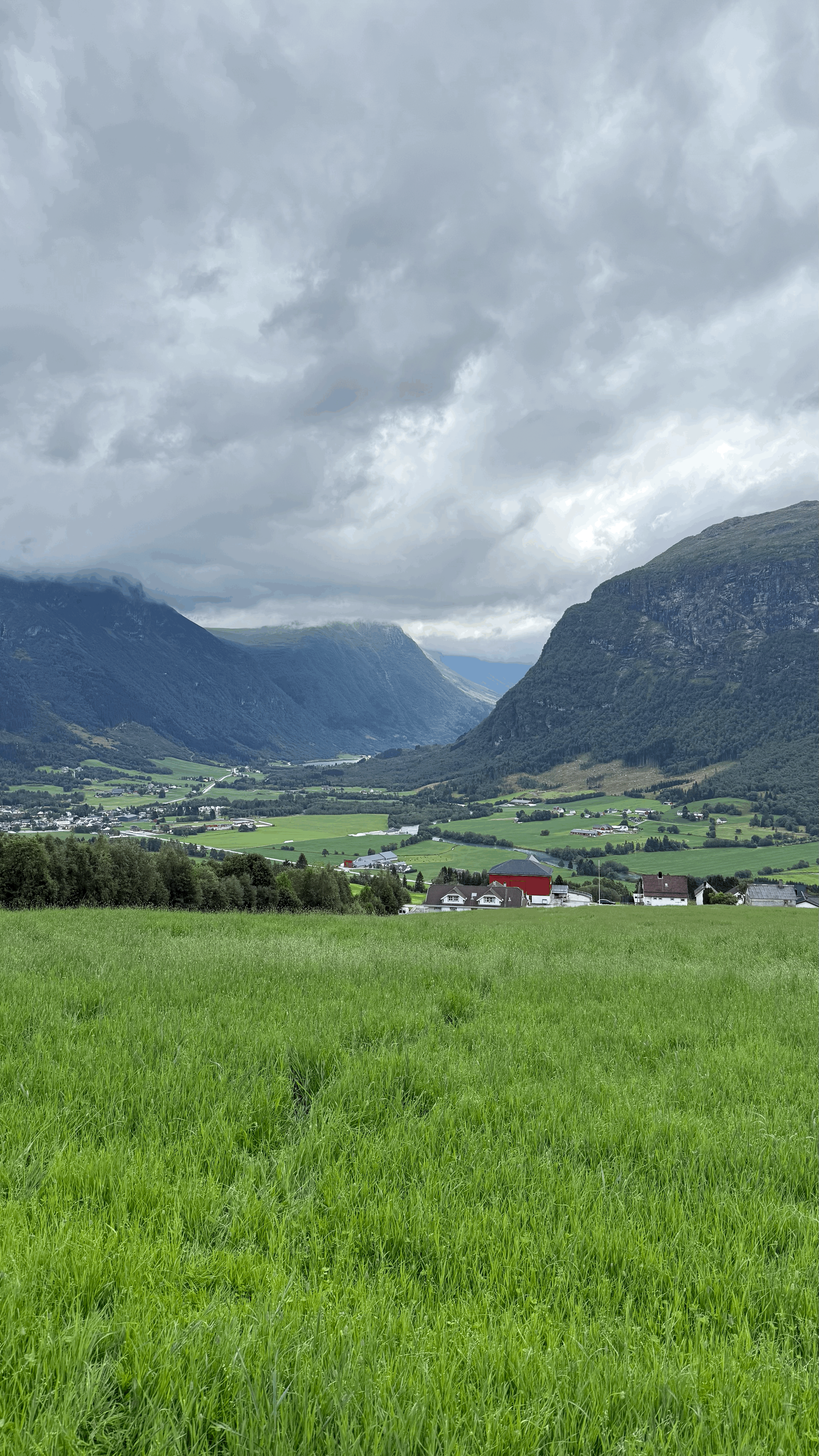 A herd of cattle grazing on a lush green hillside