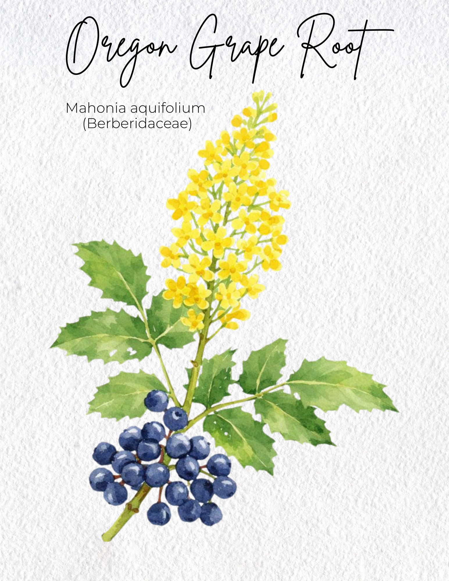 Oregon Grape Root Materia medica
