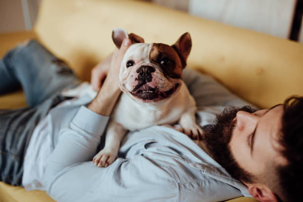 A dog with low risk of transmitting parasites to his owner because he is regularly dewormed