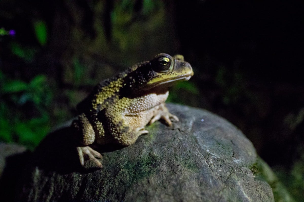 Toad at night, Costa Rica