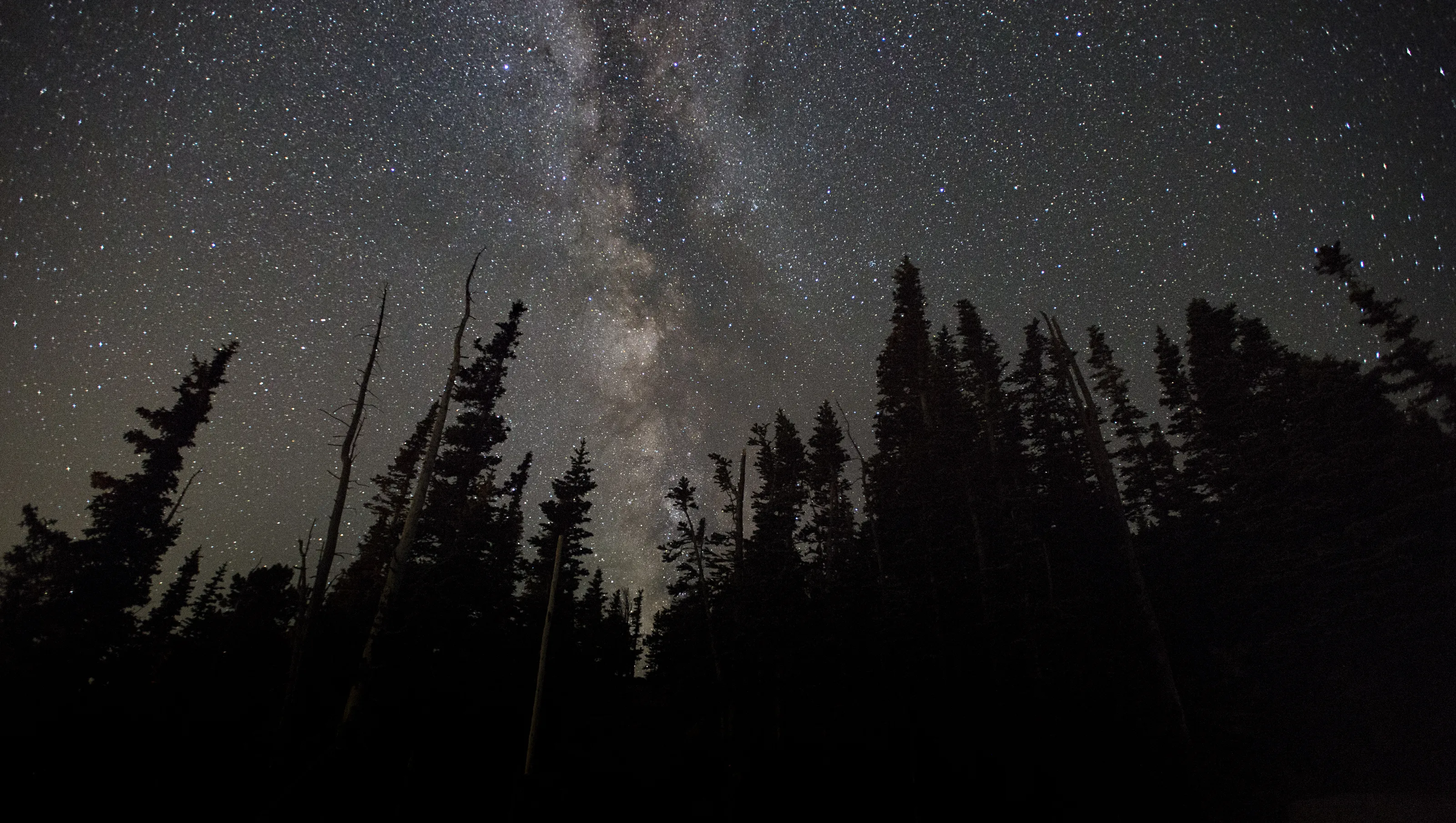 Tree branches reach towards a clear, blue sky.