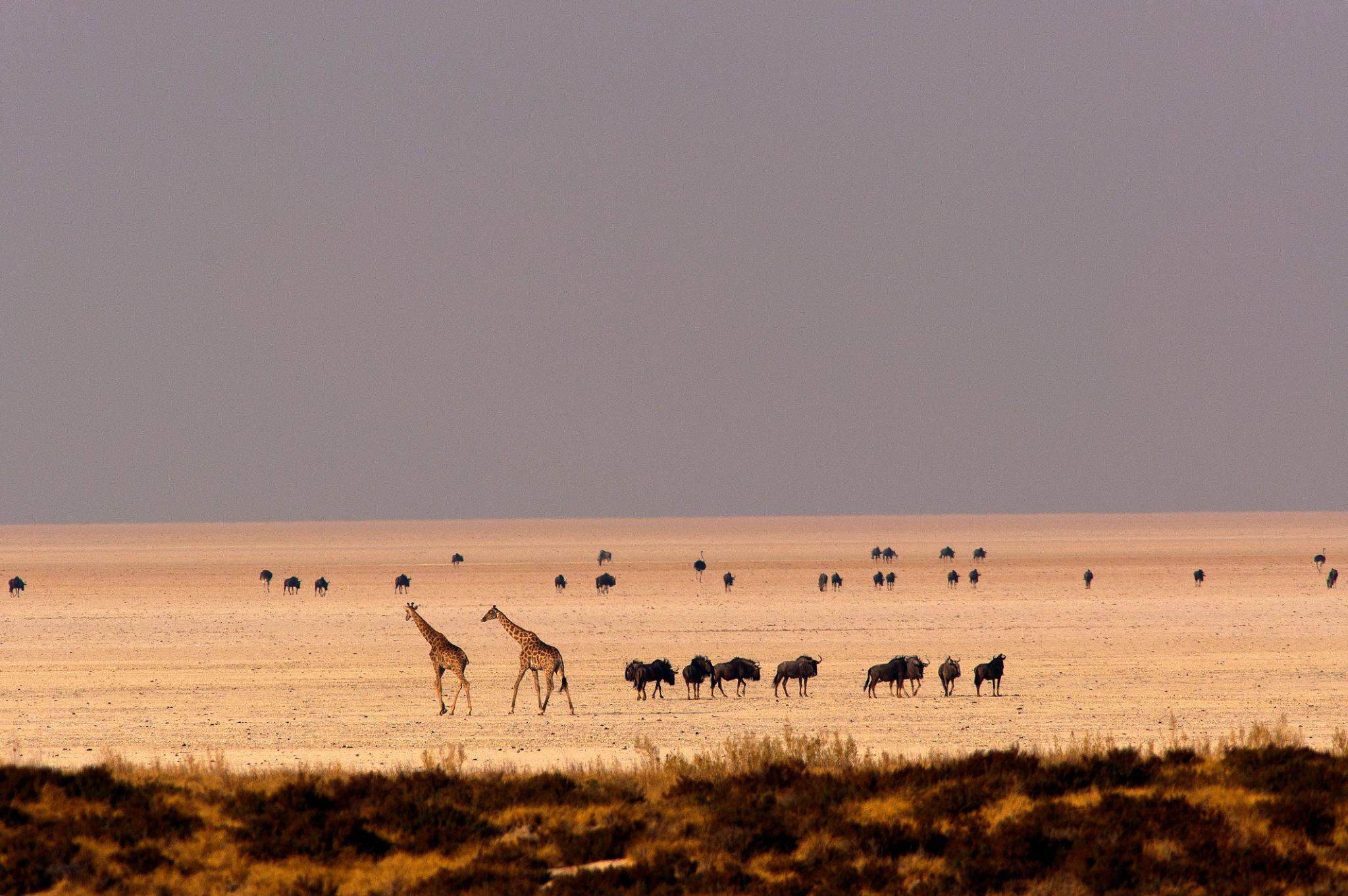 Central Etosha