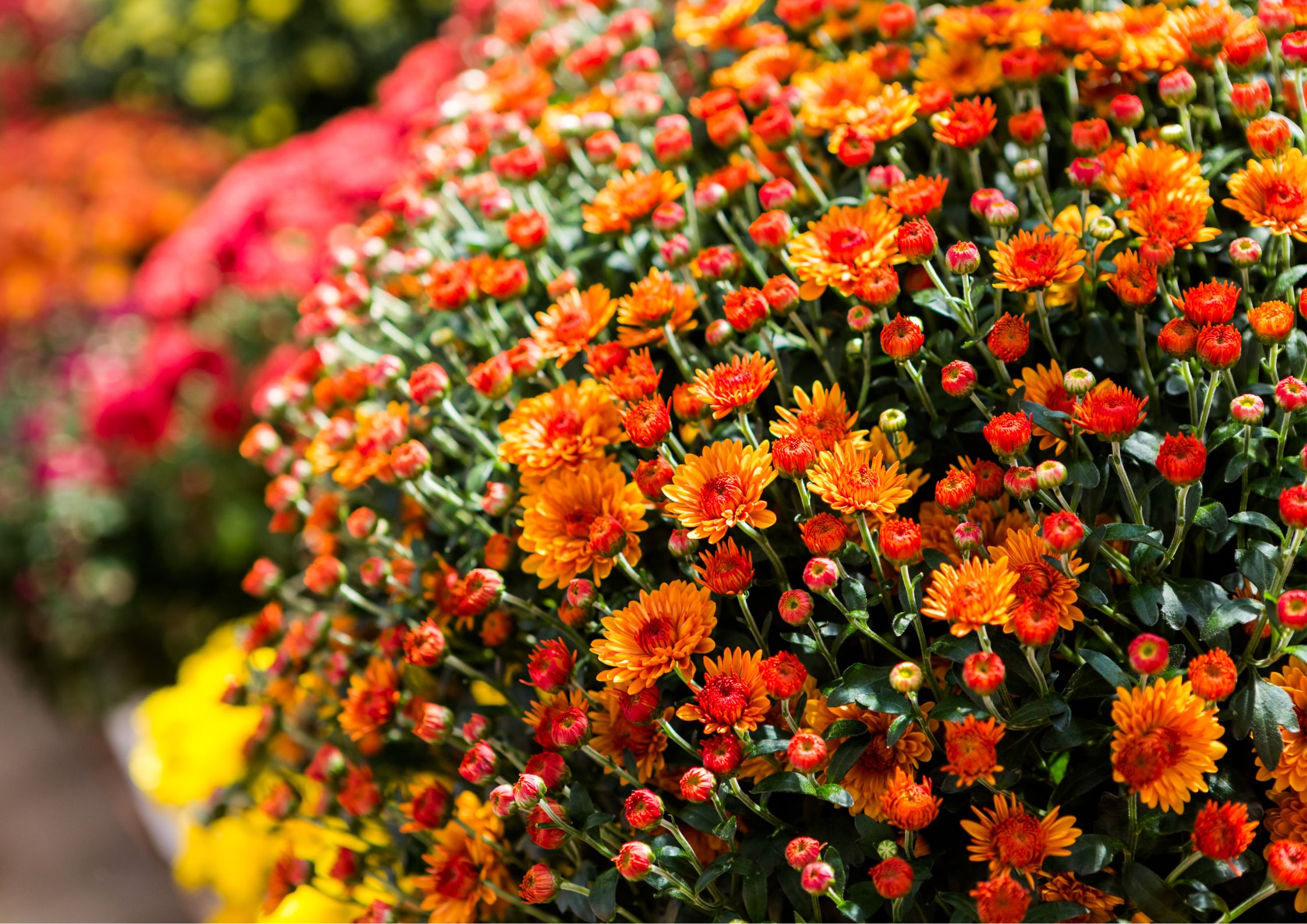 Selection of plants that clean the air