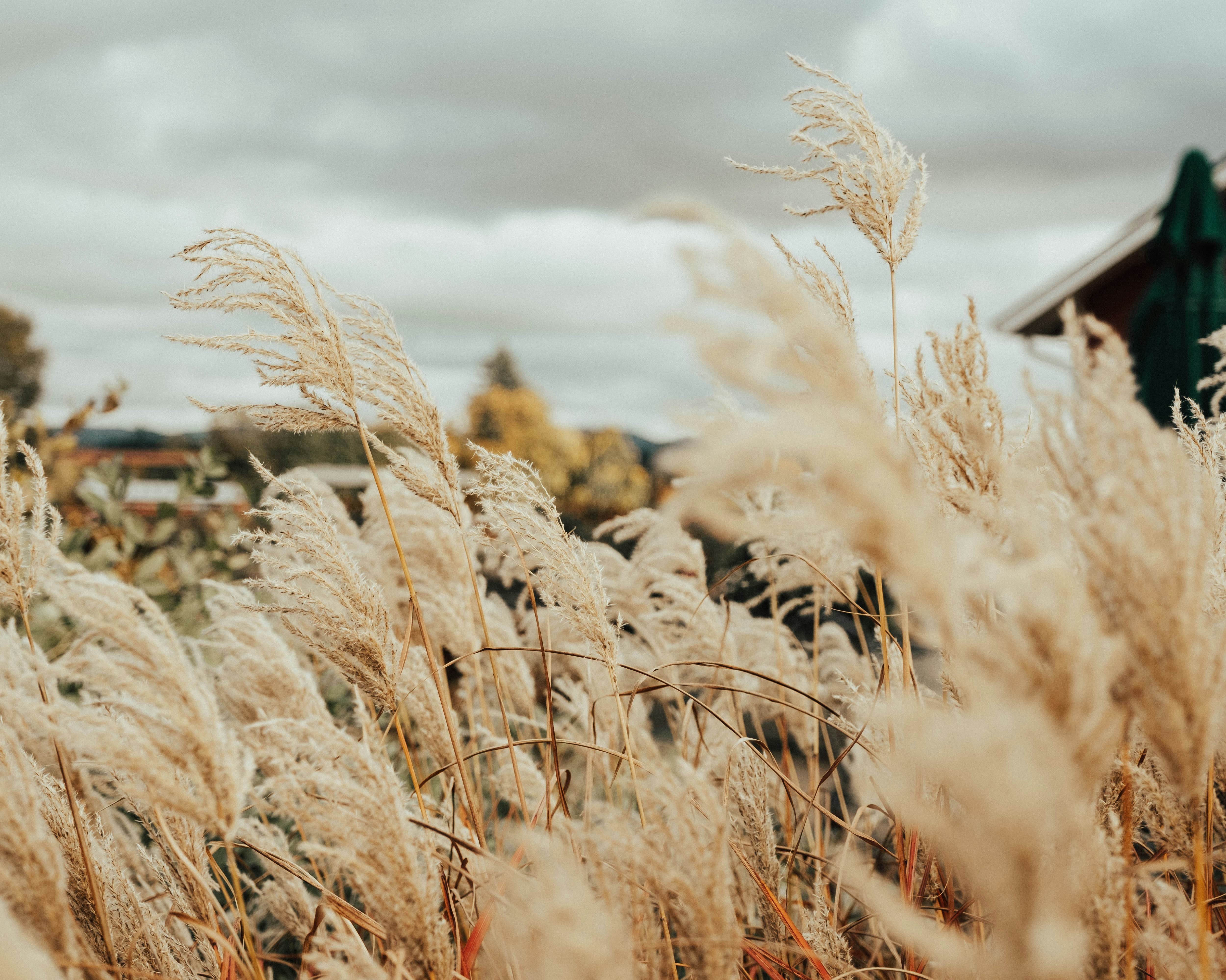 Crop Field - Fall Engagement Photo Outfits