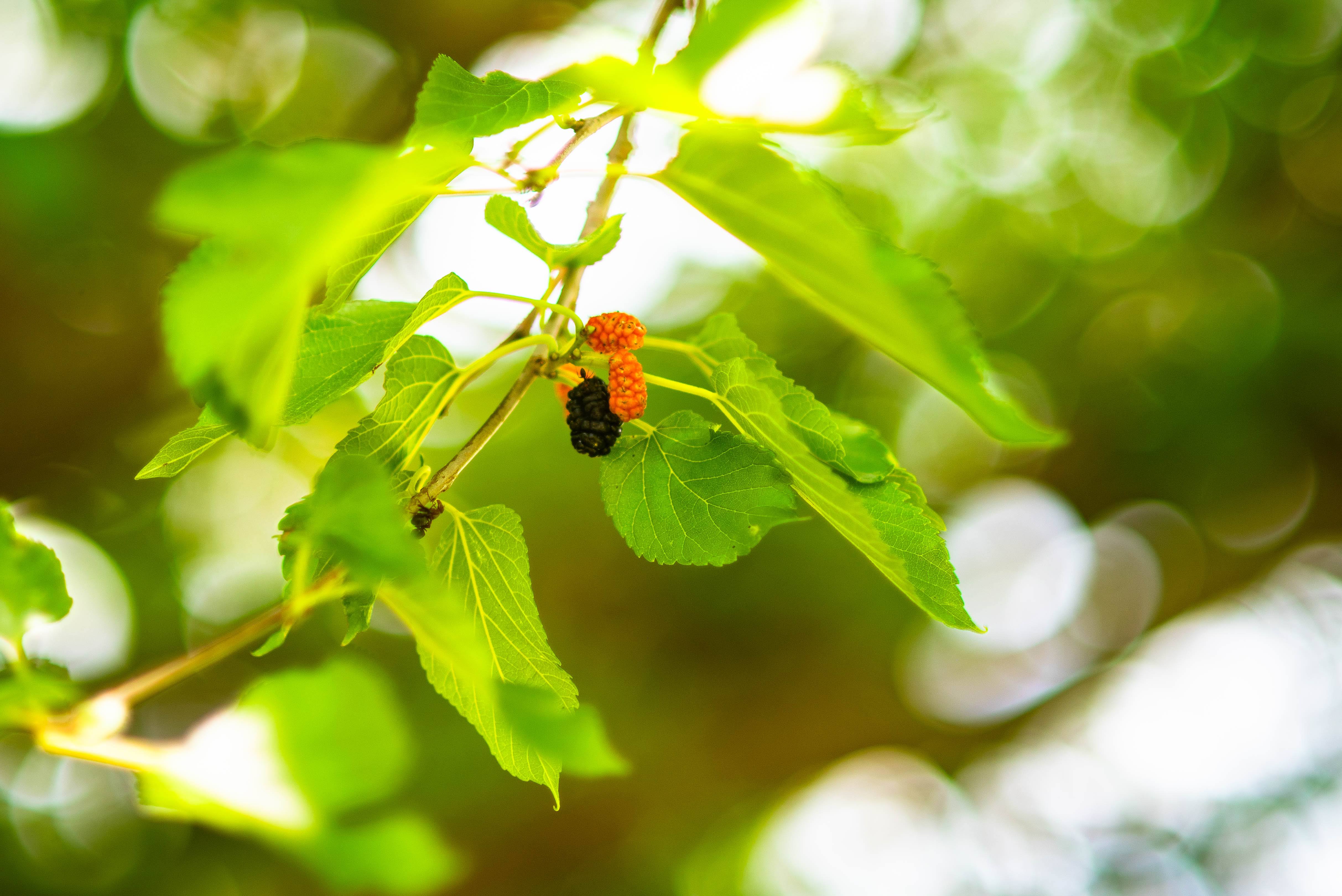 Fresh wild greens and berries in a wooden bowl, representing the hands-on results of Foraging Academy’s certification classes.