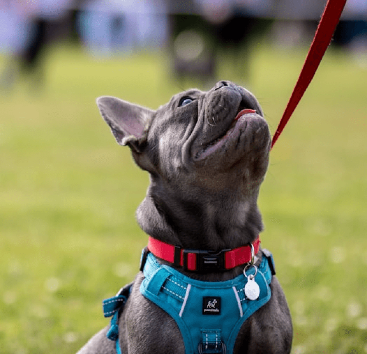 A gray French Bulldog wearing a teal harness and red collar looks upward, sitting on a lush green field.