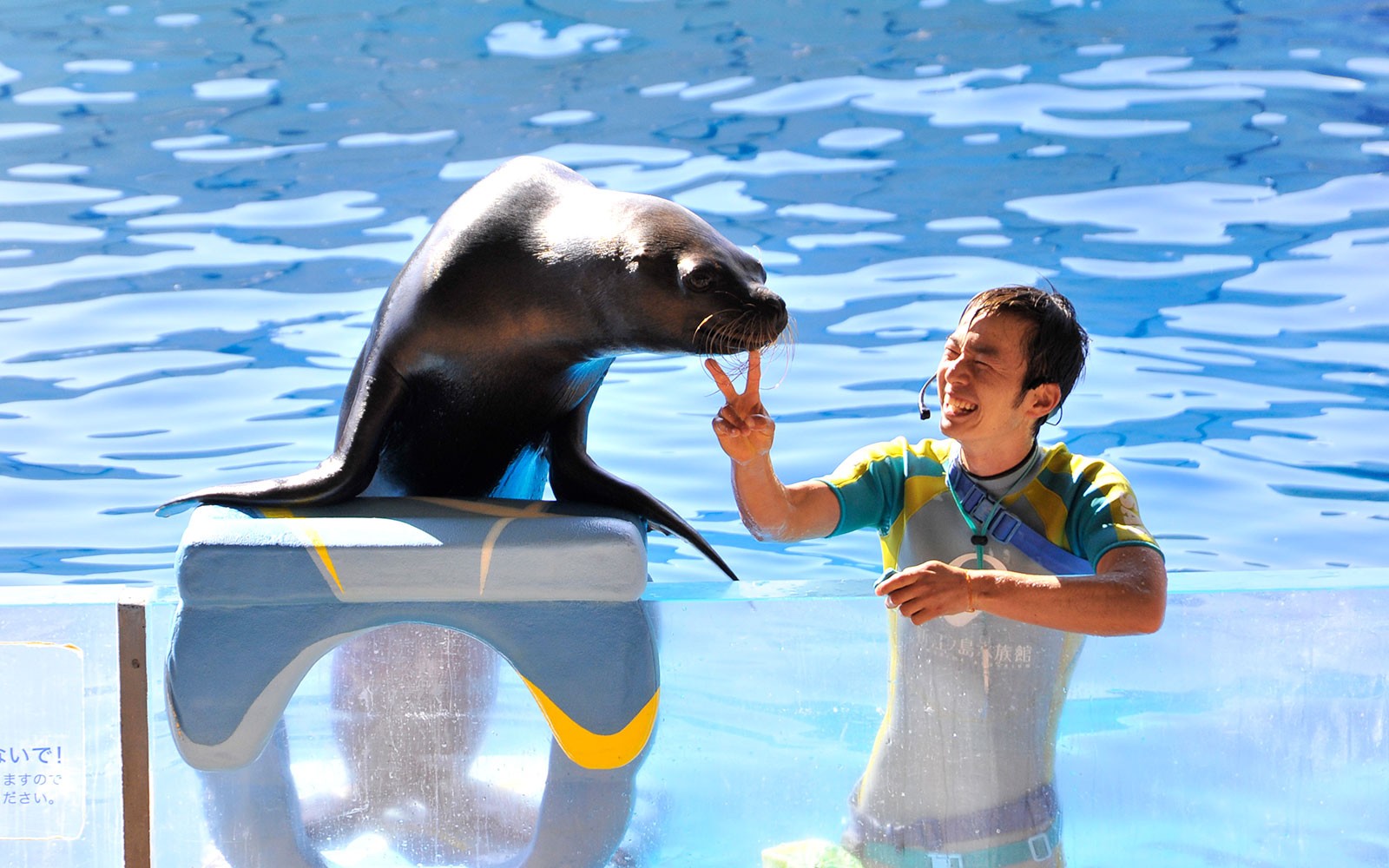 Seal performing at Enoshima Aquarium, Japan, with trainer guiding the show.