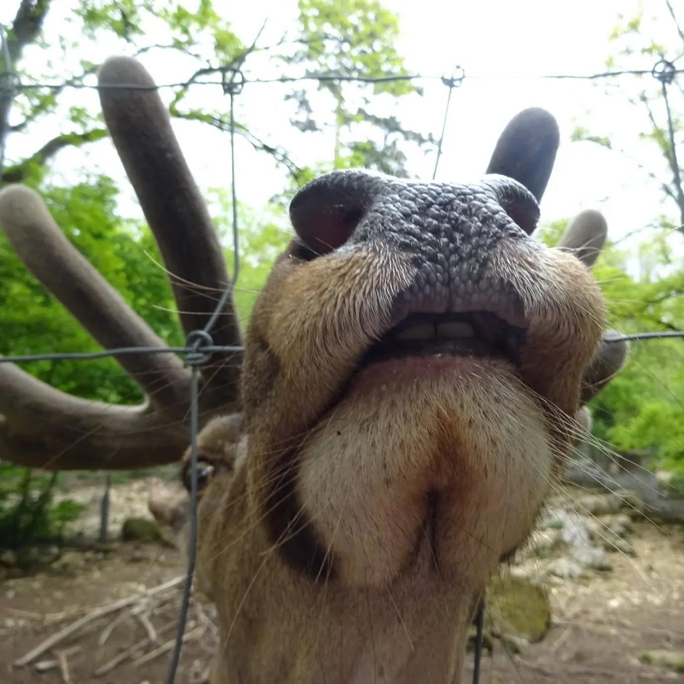 Rothirsch im Tierpark Biel