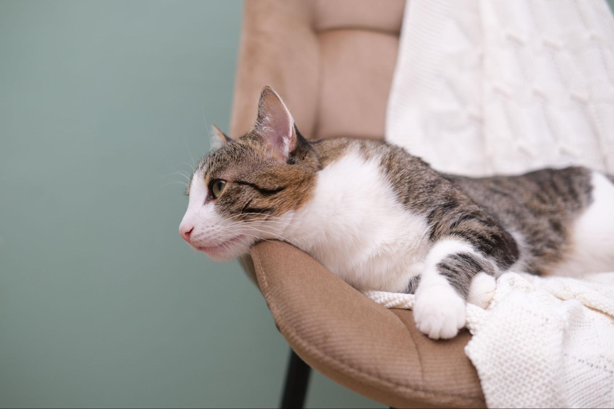 Do Cats Get Periods? The Cat Heat Cycle