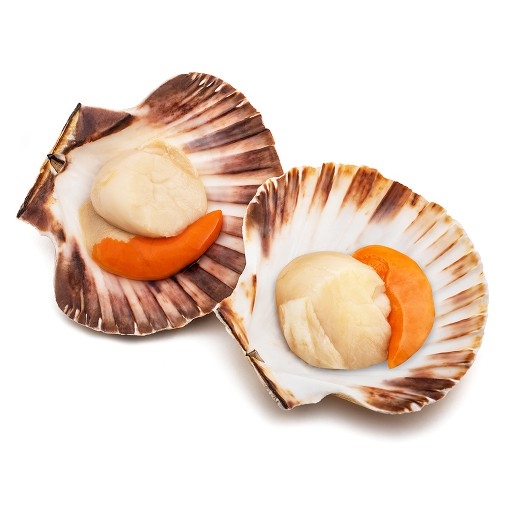 Cappasanta Atlantica
