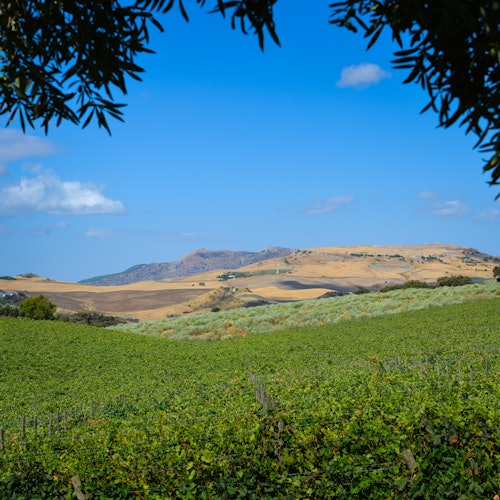 Vehreä viinitarha levittäytyy kohti mäkistä maisemaa kirkkaan sinisen taivaan alla, puiden oksien kehystämänä yläosassa.