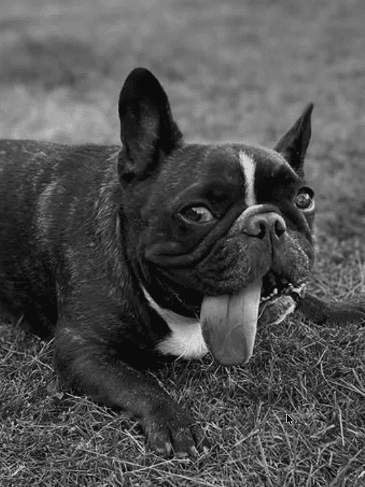 Arnie