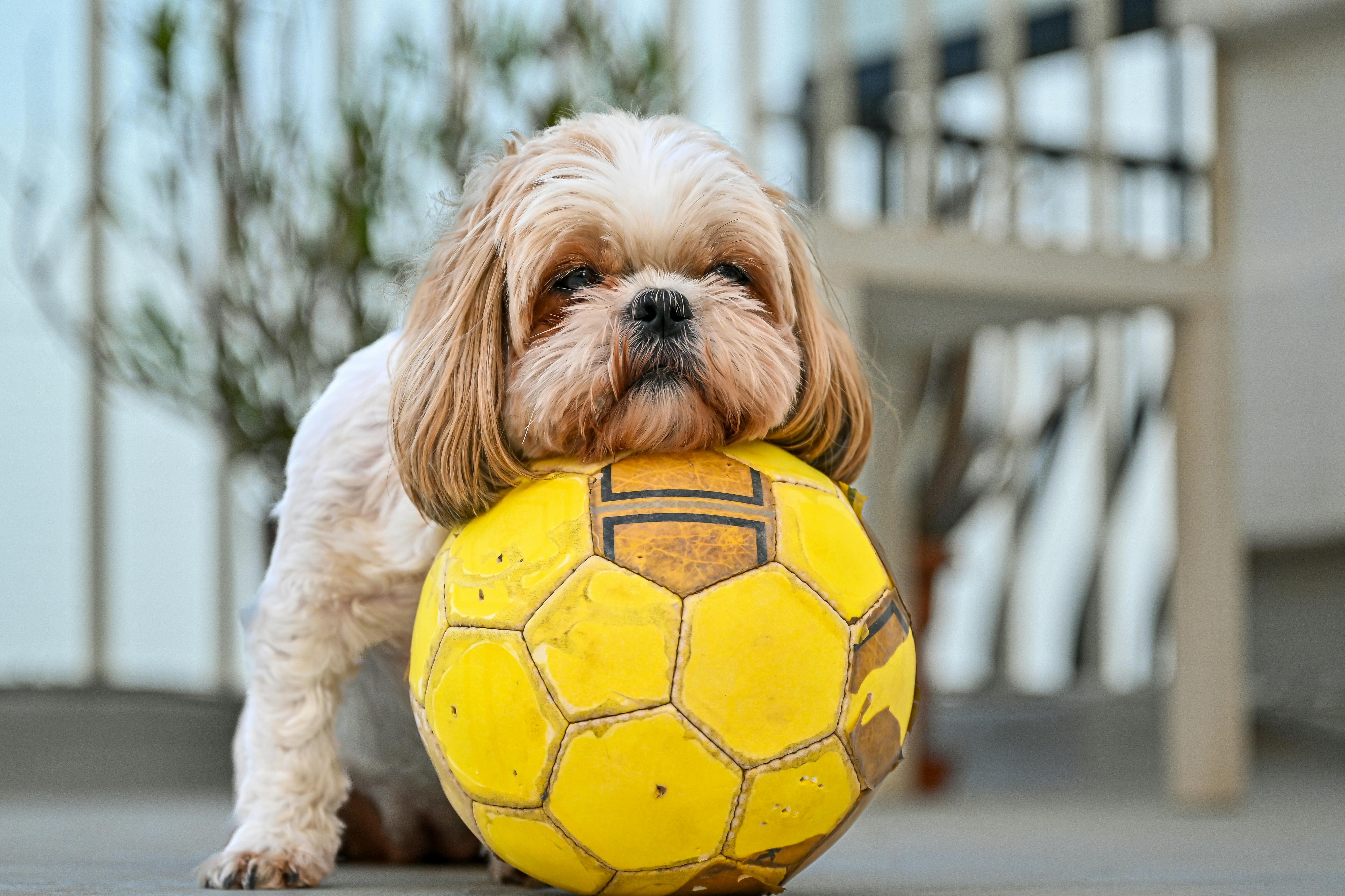A dog is placing its face on the yellow soccer ball.