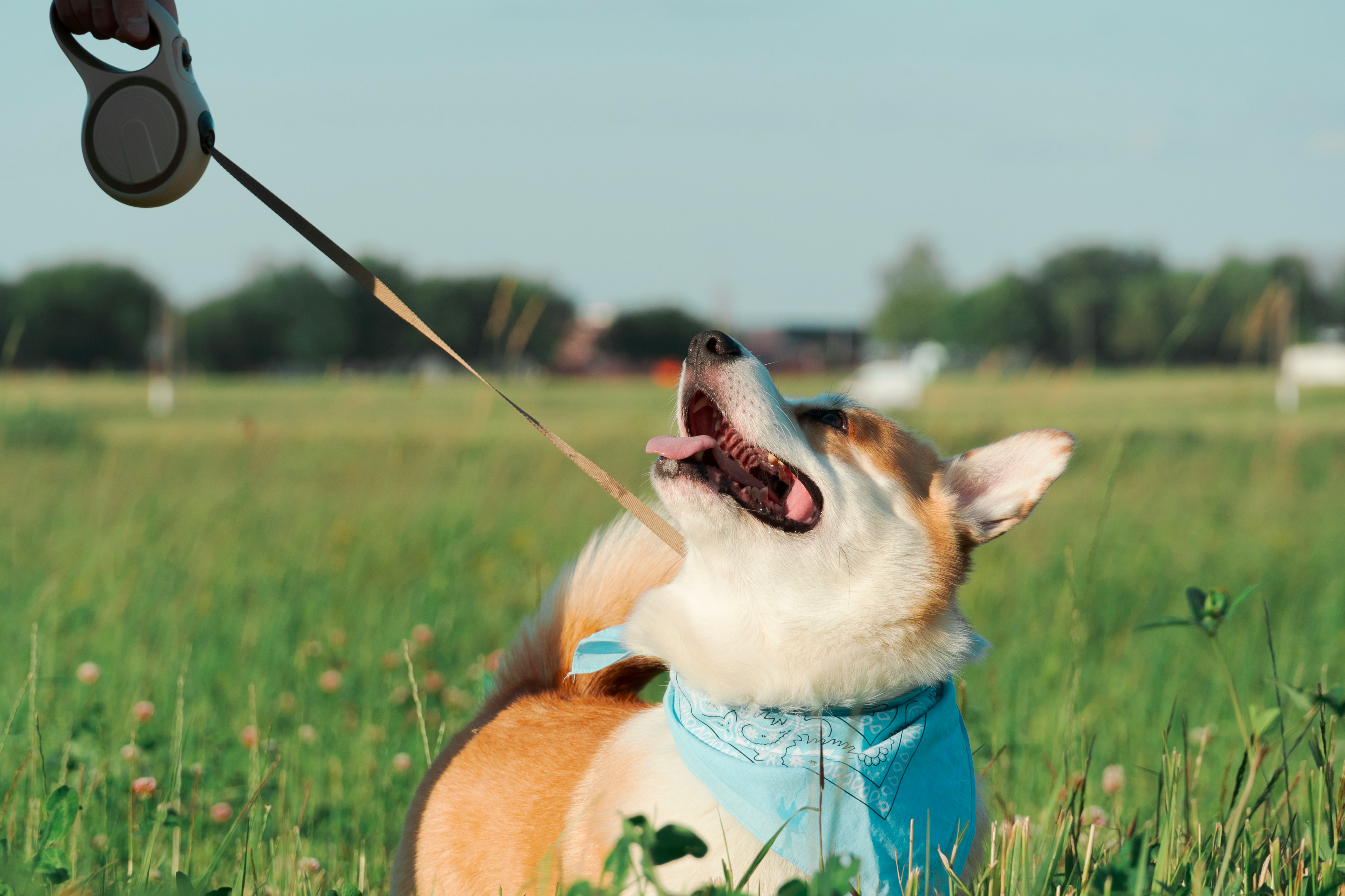 how to stop leash pulling in reactive dogs
