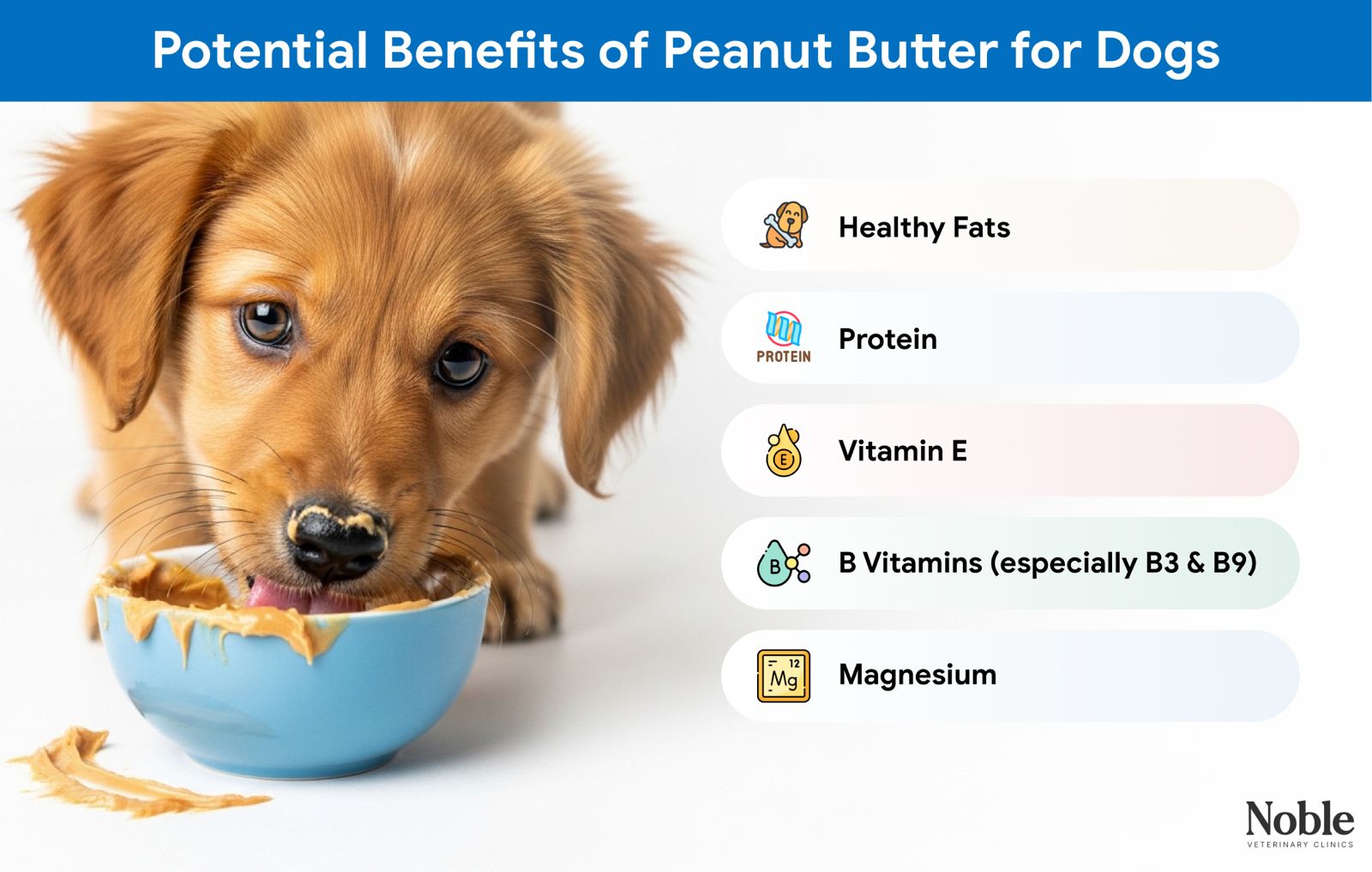 An infograhic showing the potential benefits of peanut butter for dogs.