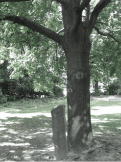A tree with a stone in the middle
AI-generated content may be incorrect.