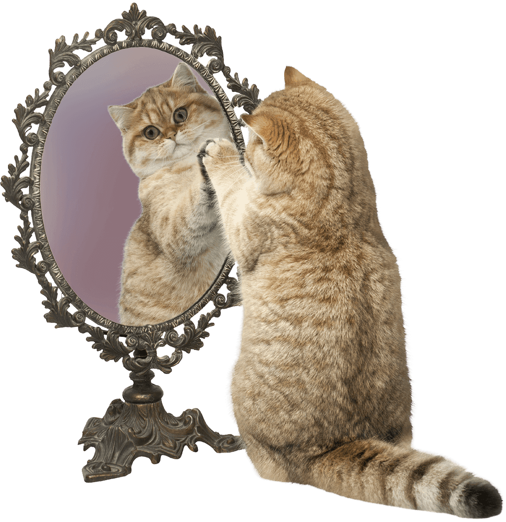 Cat looking into a mirror — visual metaphor for the need for honest feedback and an outside strategic perspective.