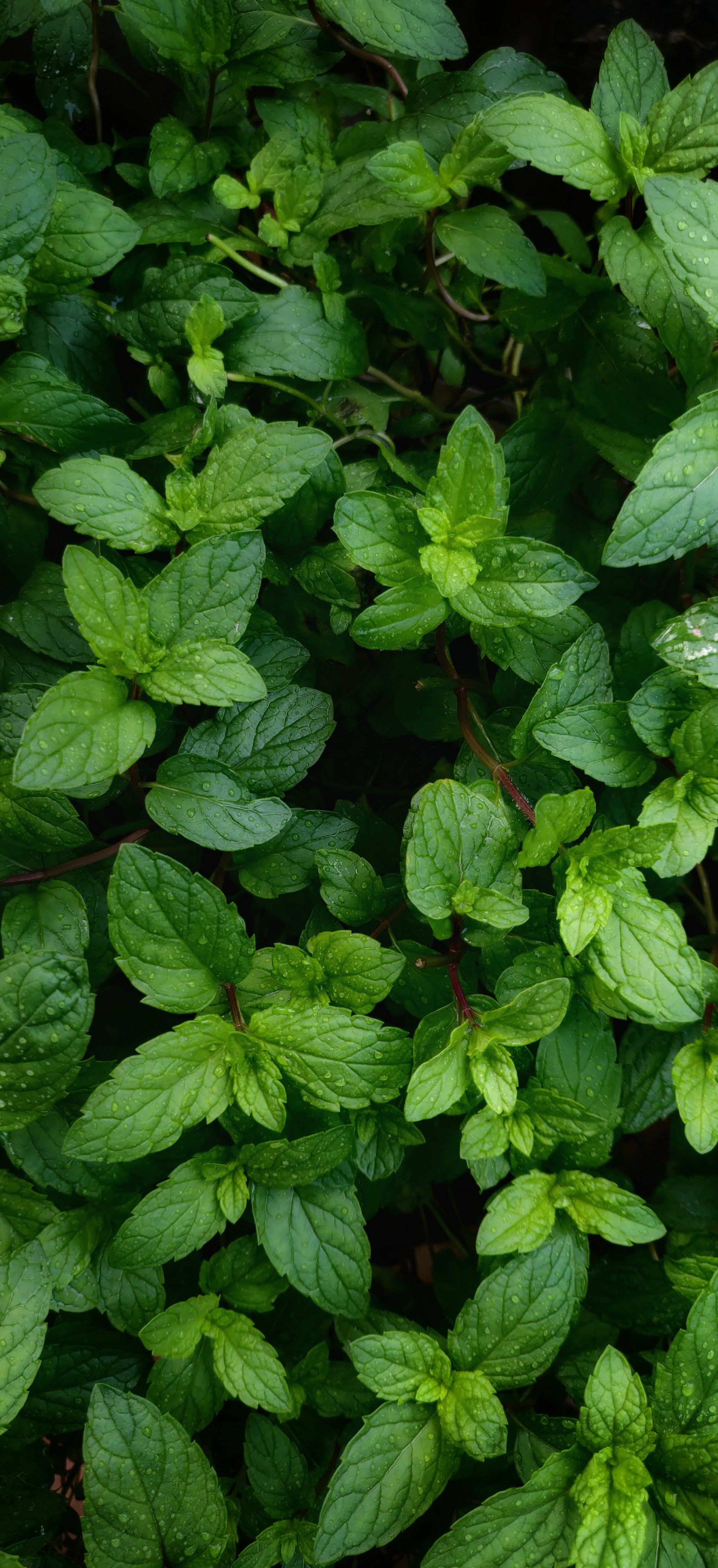 Mint leaves