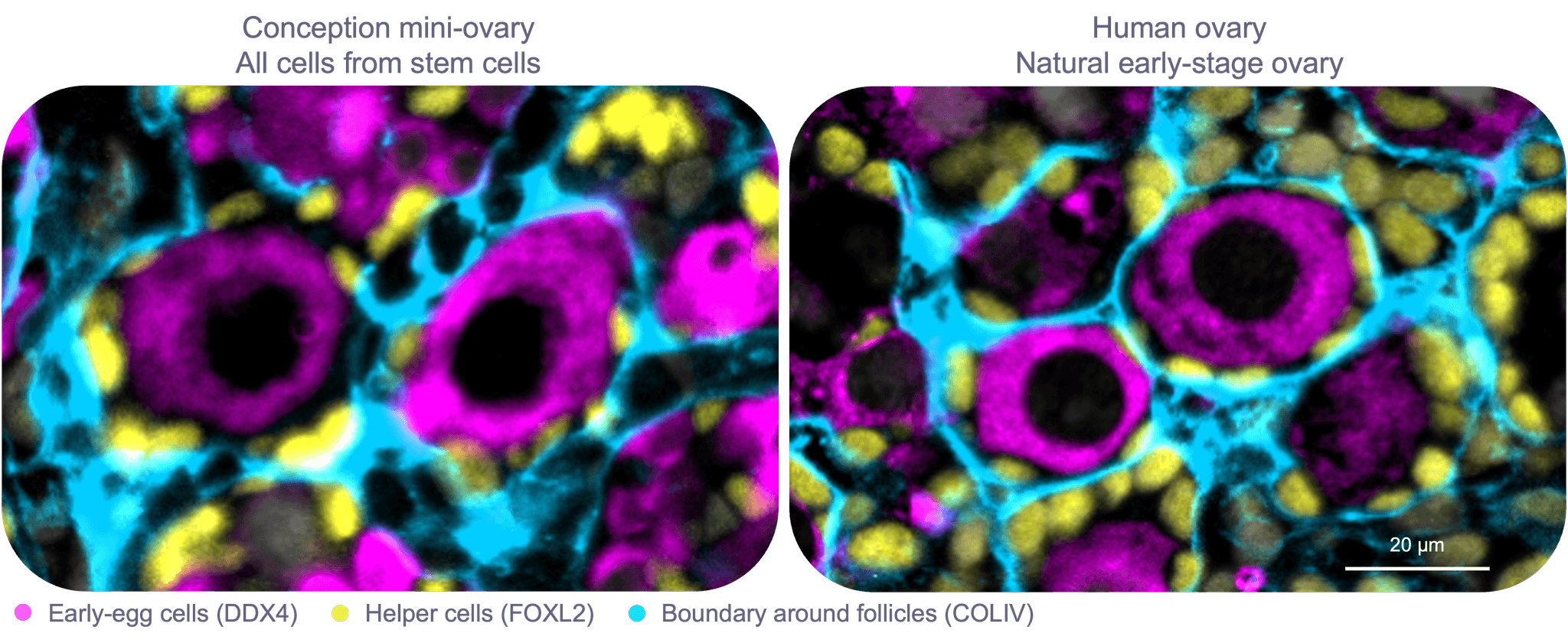 Normal Cell First Evulation The first early human eggs from stem cells - Conception | Advancing the ...