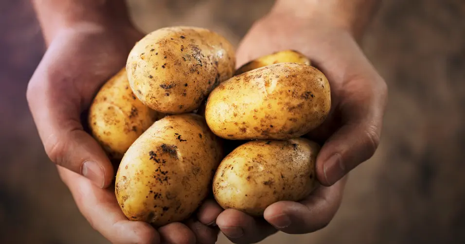Vegetarian potato recipes can support healthy weight loss.