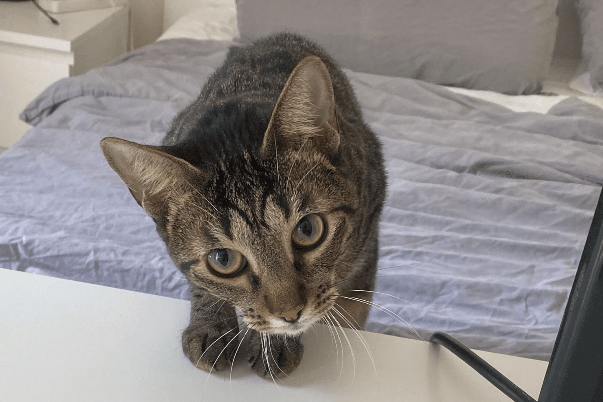 A cat is climbing on white table from a bed with a purple blanket.