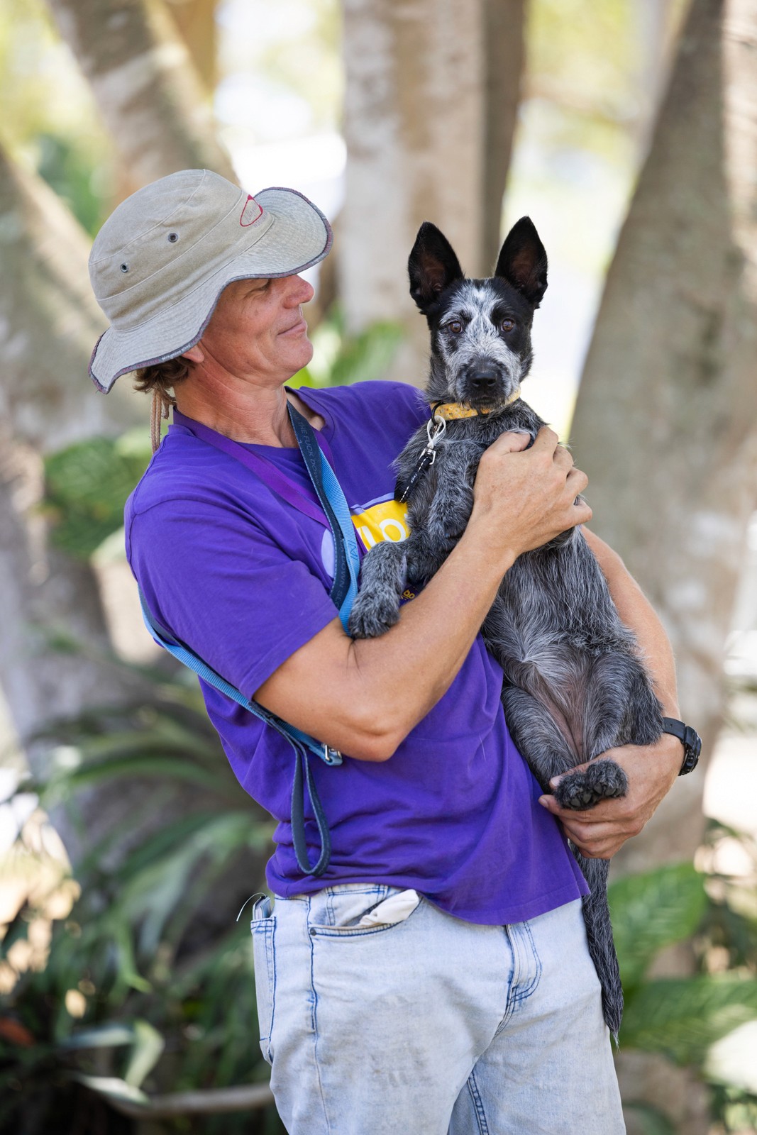 Mini foxie dog receiving belly scratch