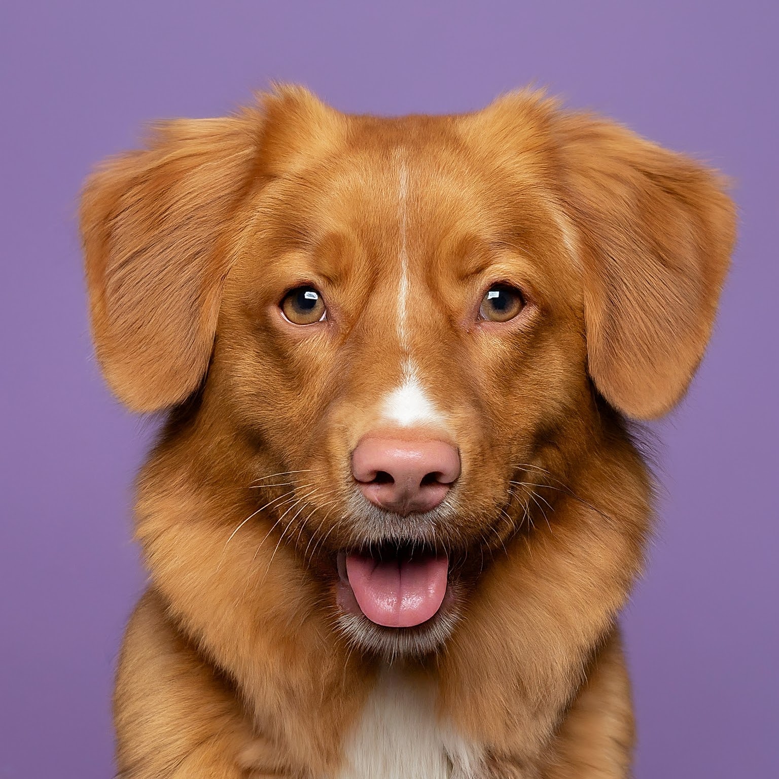 BUDDYUNO, Nova Scotia Duck Tolling Retriever