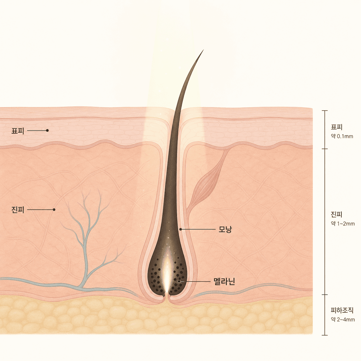 털 속 멜라닌 색소와 모낭 위치