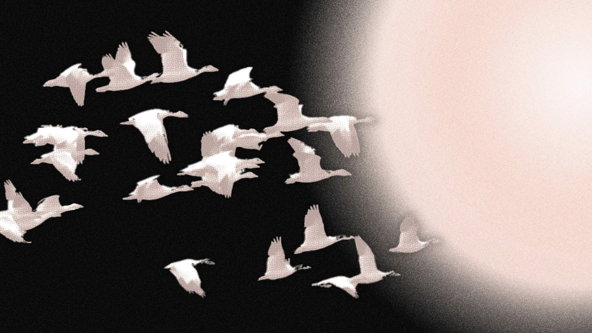 Vogelschwarm - als bildliche Metapher für das Angebot Zukunftsbild