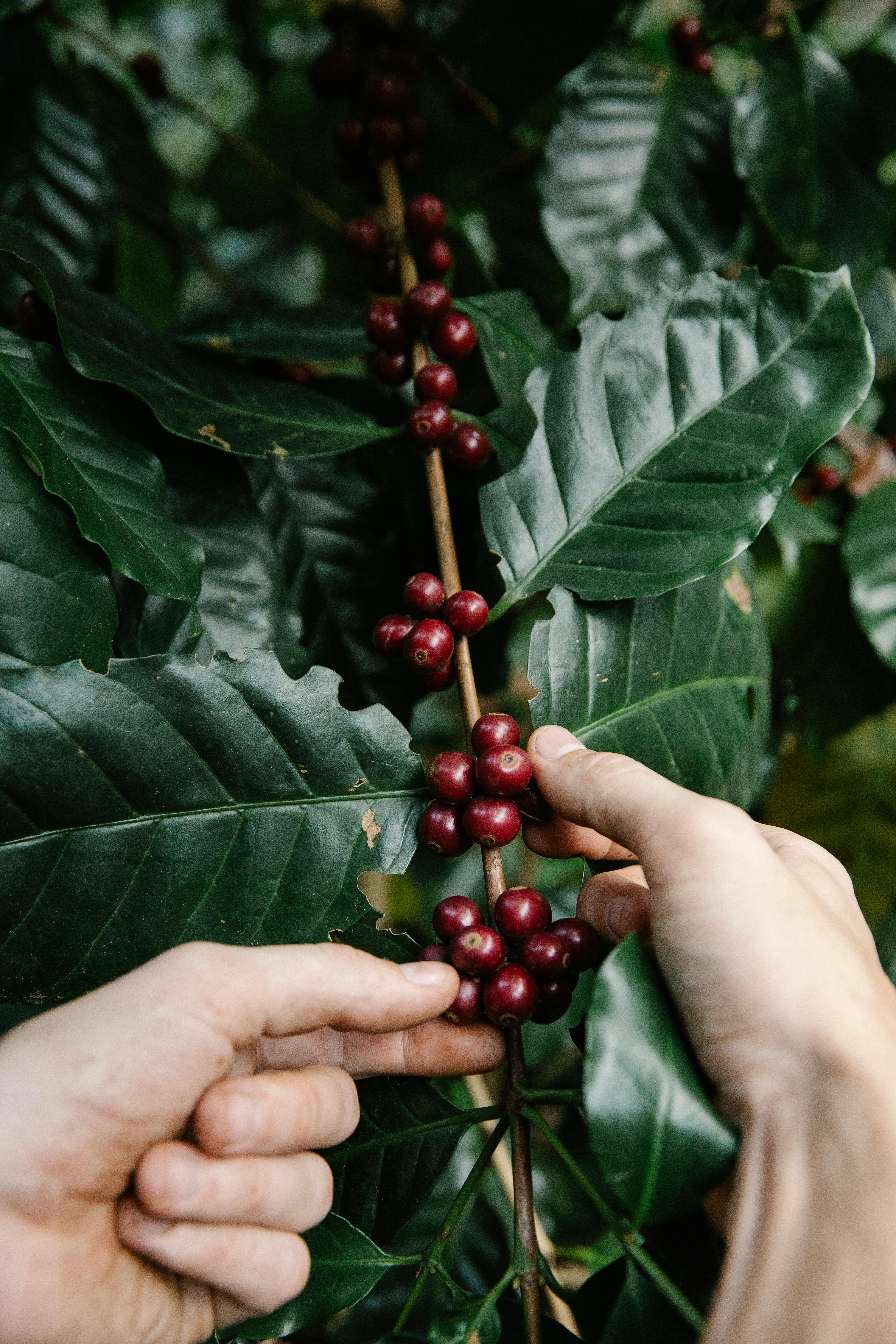 Arabica – Honey Processed Coffee beans