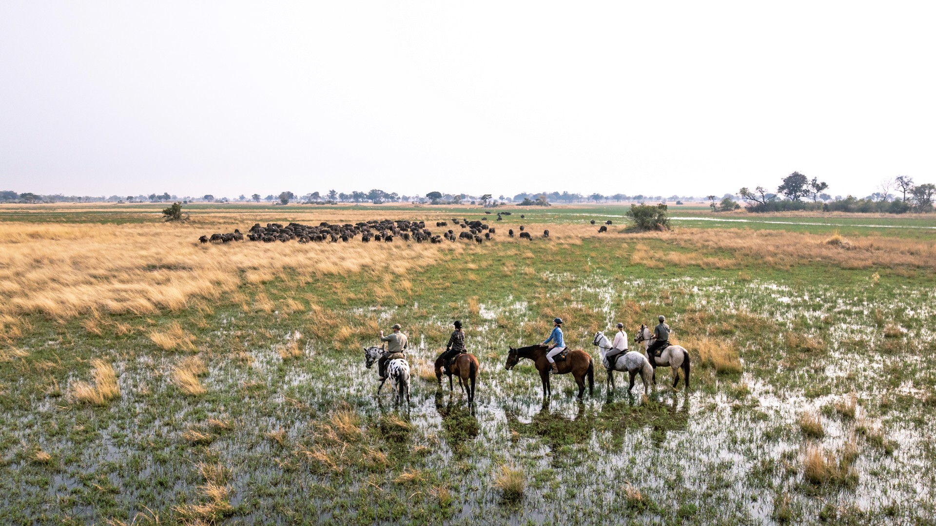 Kujwana Delta Ride, Okavango Delta, Botswana. Fem ryttare till häst på ridsafari tittar ut över stor grupp vattenbufflar i vackert grönt landskap.