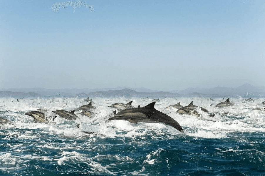 Large birds flying over the ocean.