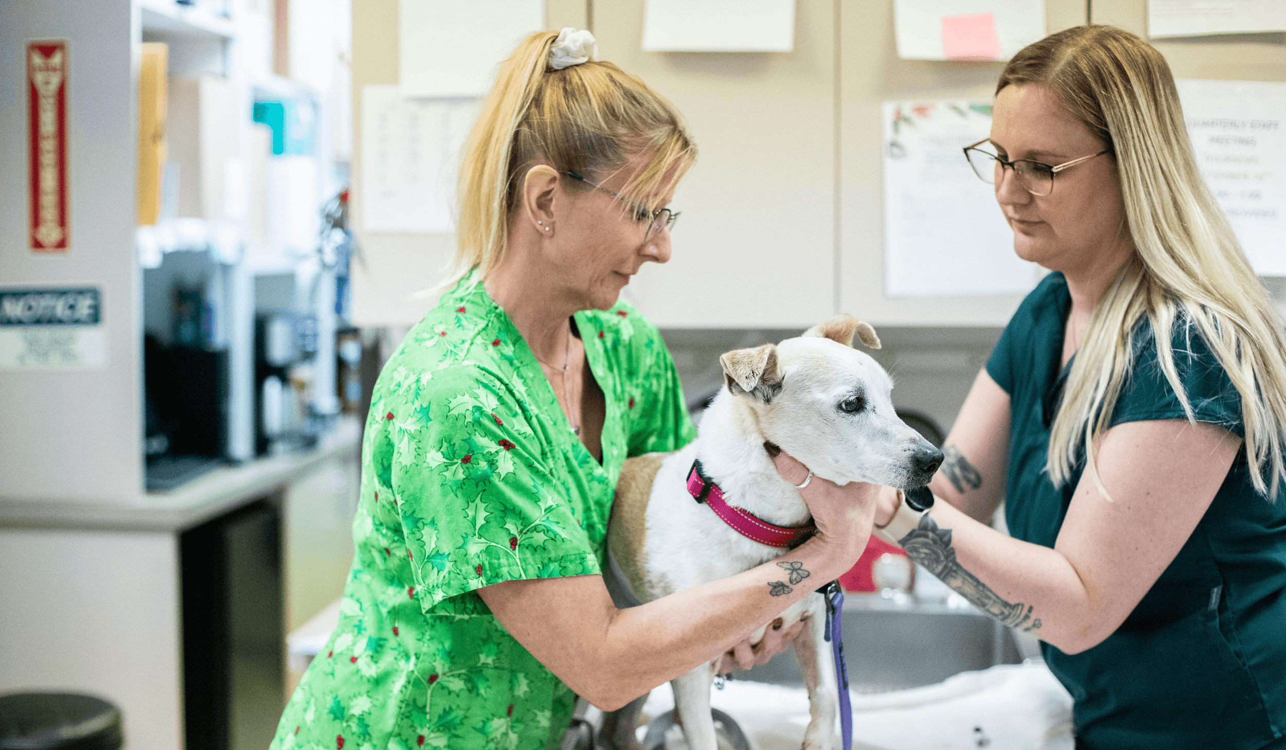 How PetDesk’s improved Pulse integration elevates your veterinary practice
