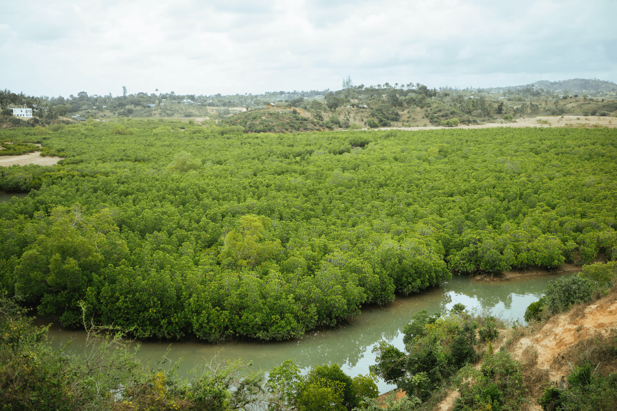 Weelderig groen mangrovebos, omzoomd door een rivier, dat de schaal en milieu-impact van bunq's wereldwijde boomplantinitiatief weergeeft.