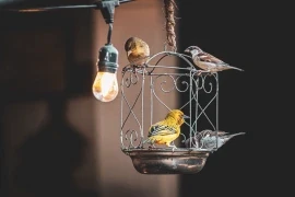 birds on a bird house