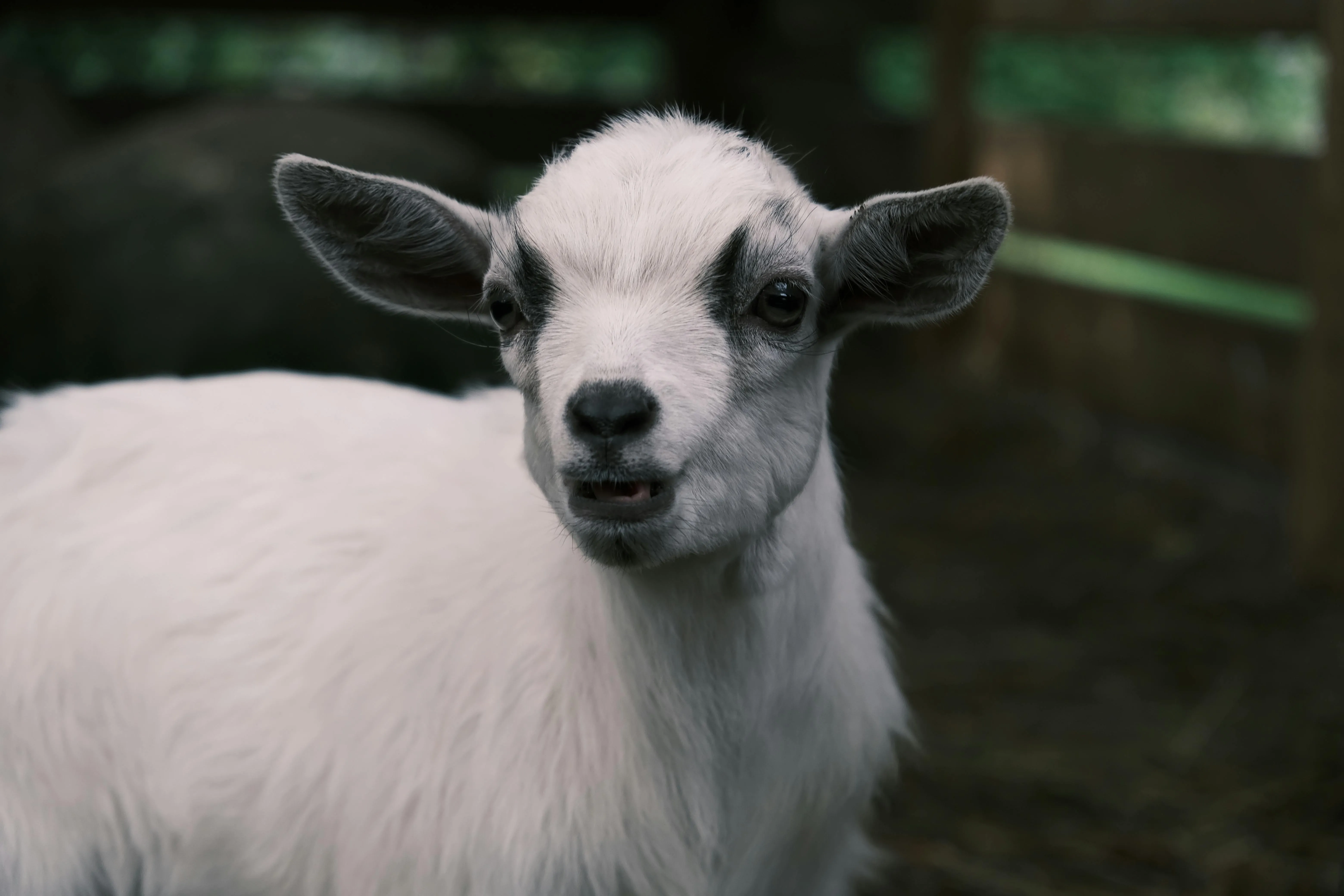 A baby goat