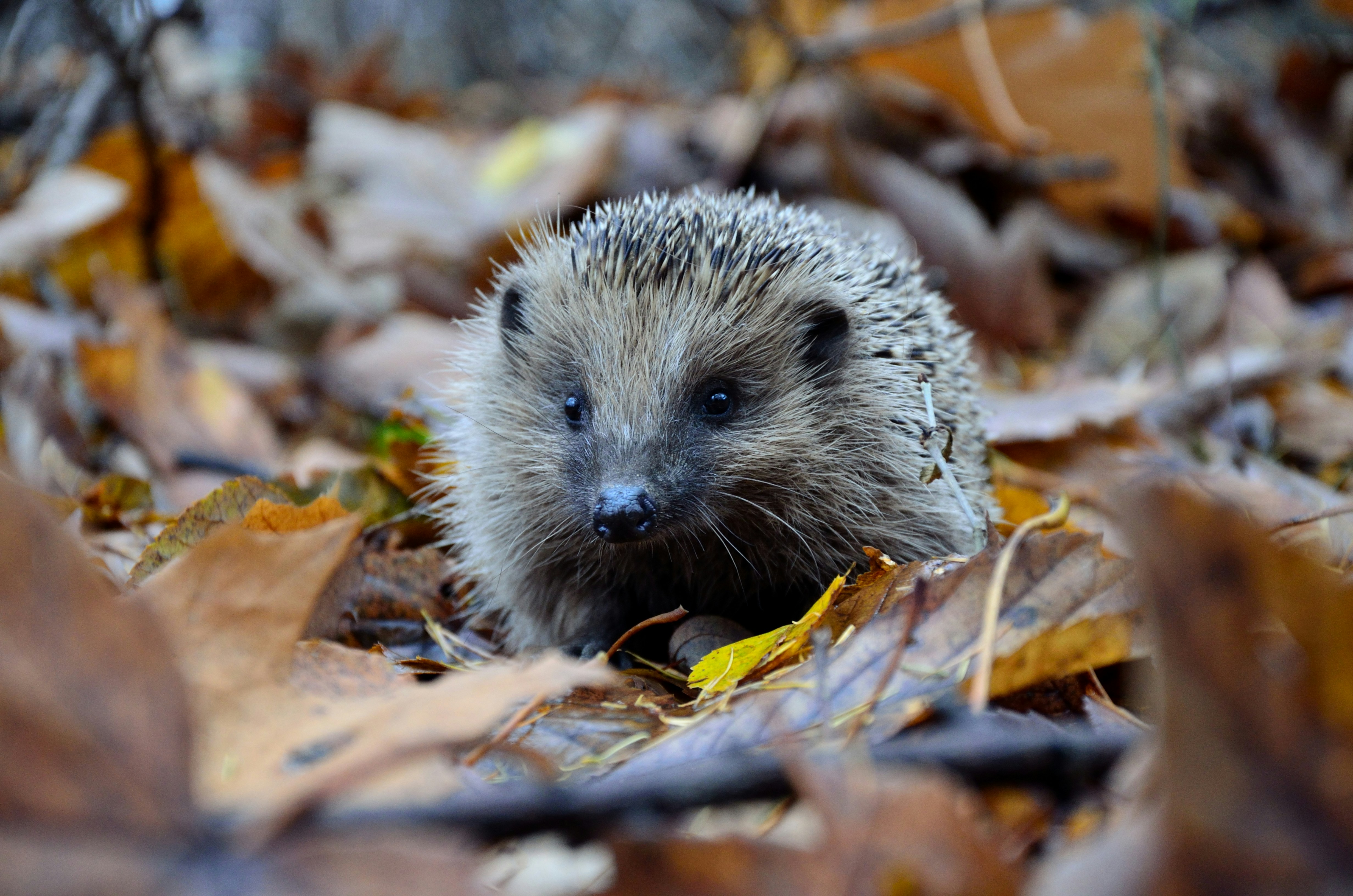 Closeup photo of hedgehog