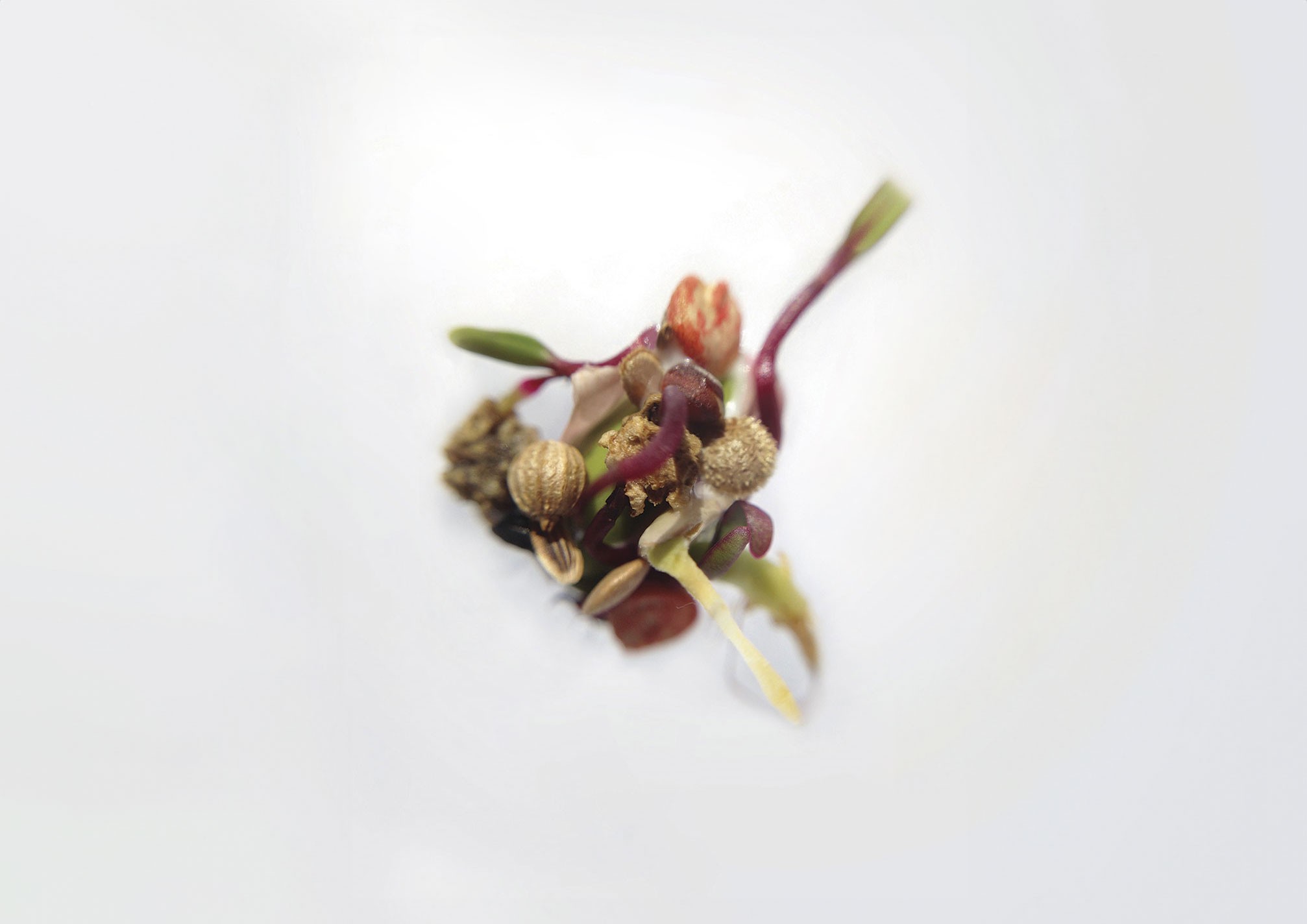 Urban Seed