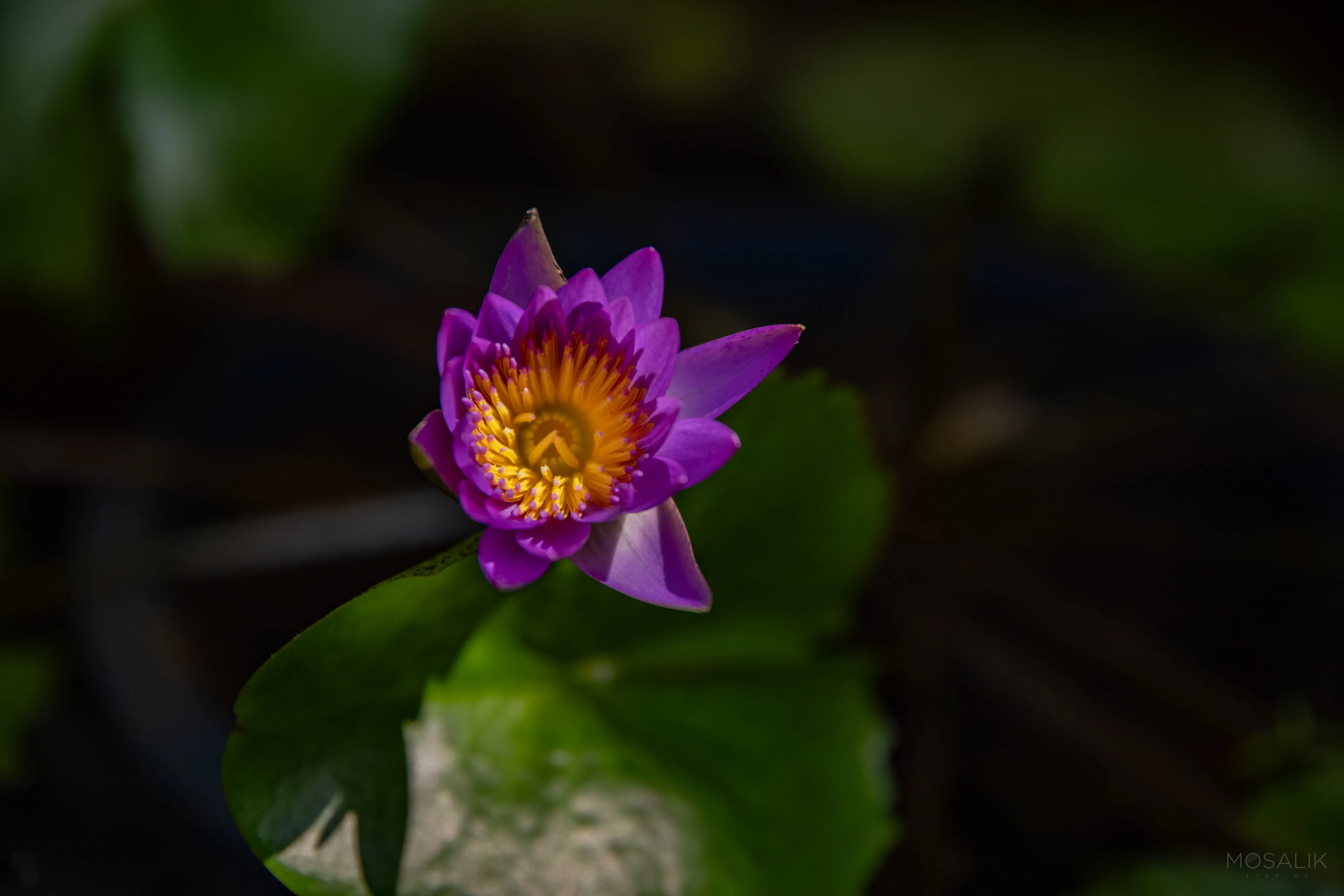 Water lily after dark at Jaali Blue