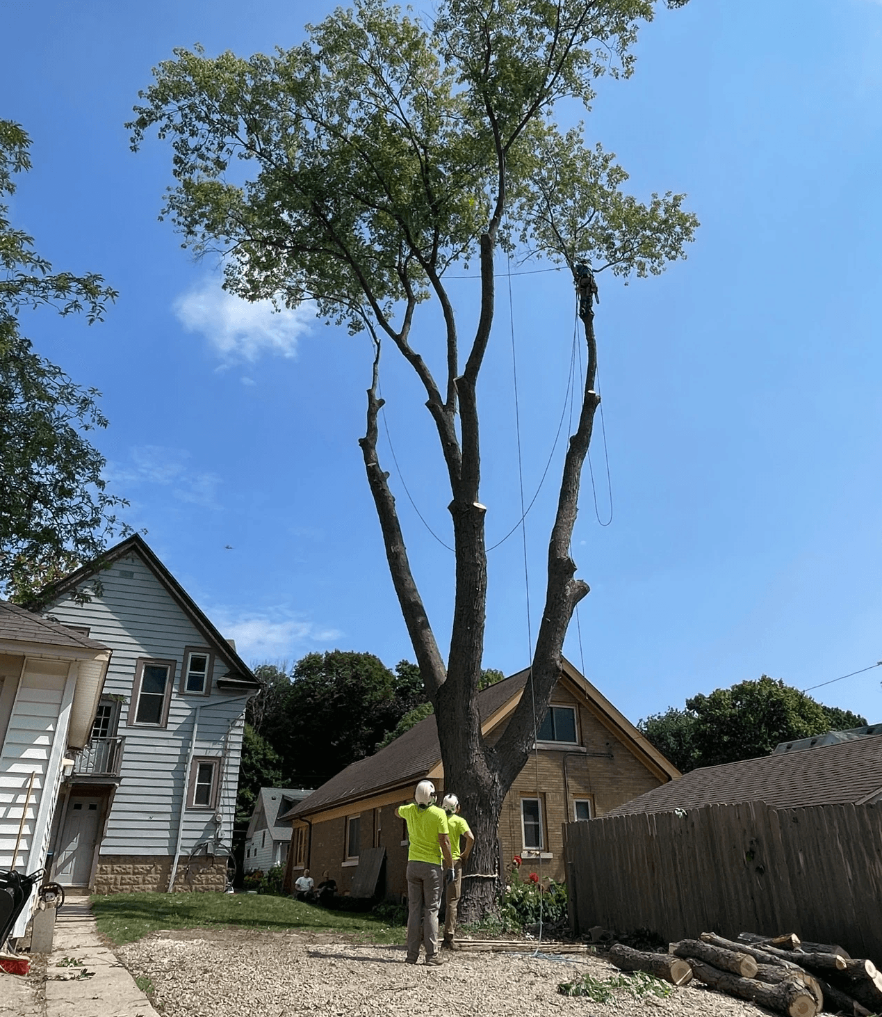 Tree Risk Assessments