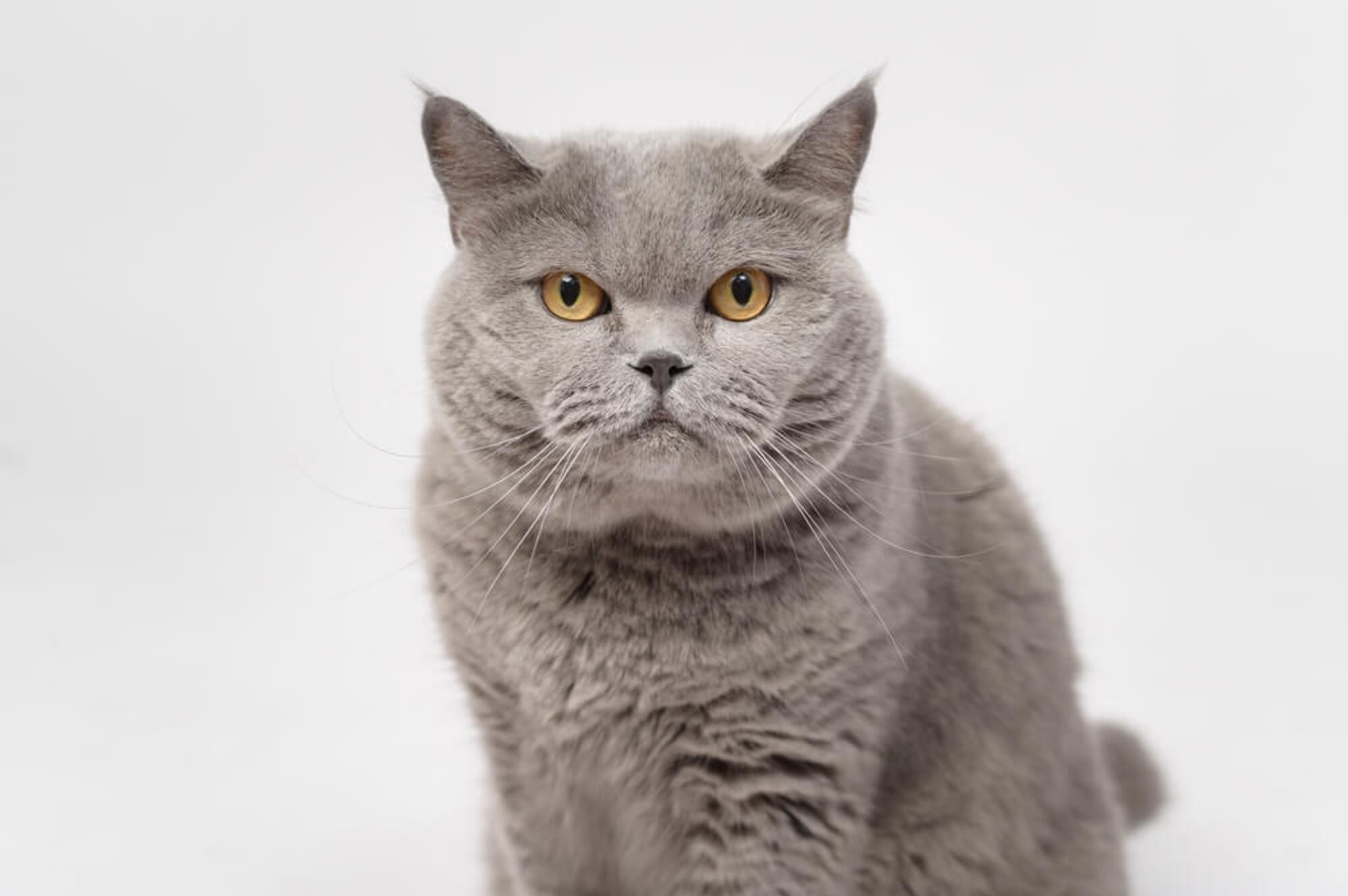 A gray cat with shiny gold eyes in a white background, captured in high-quality, cute cat photos by Mahvin Photography in Dubai.
