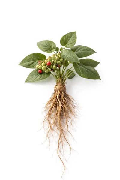 isolated ASHWAGANDHA PLANT and ROOT on a white background.