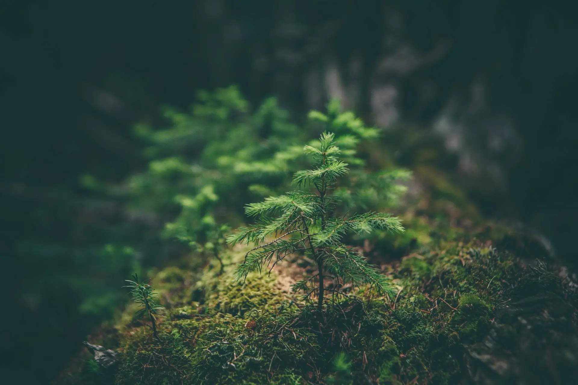 Hero Section Backdrop background, image of trees, shrubs and grass in a forest