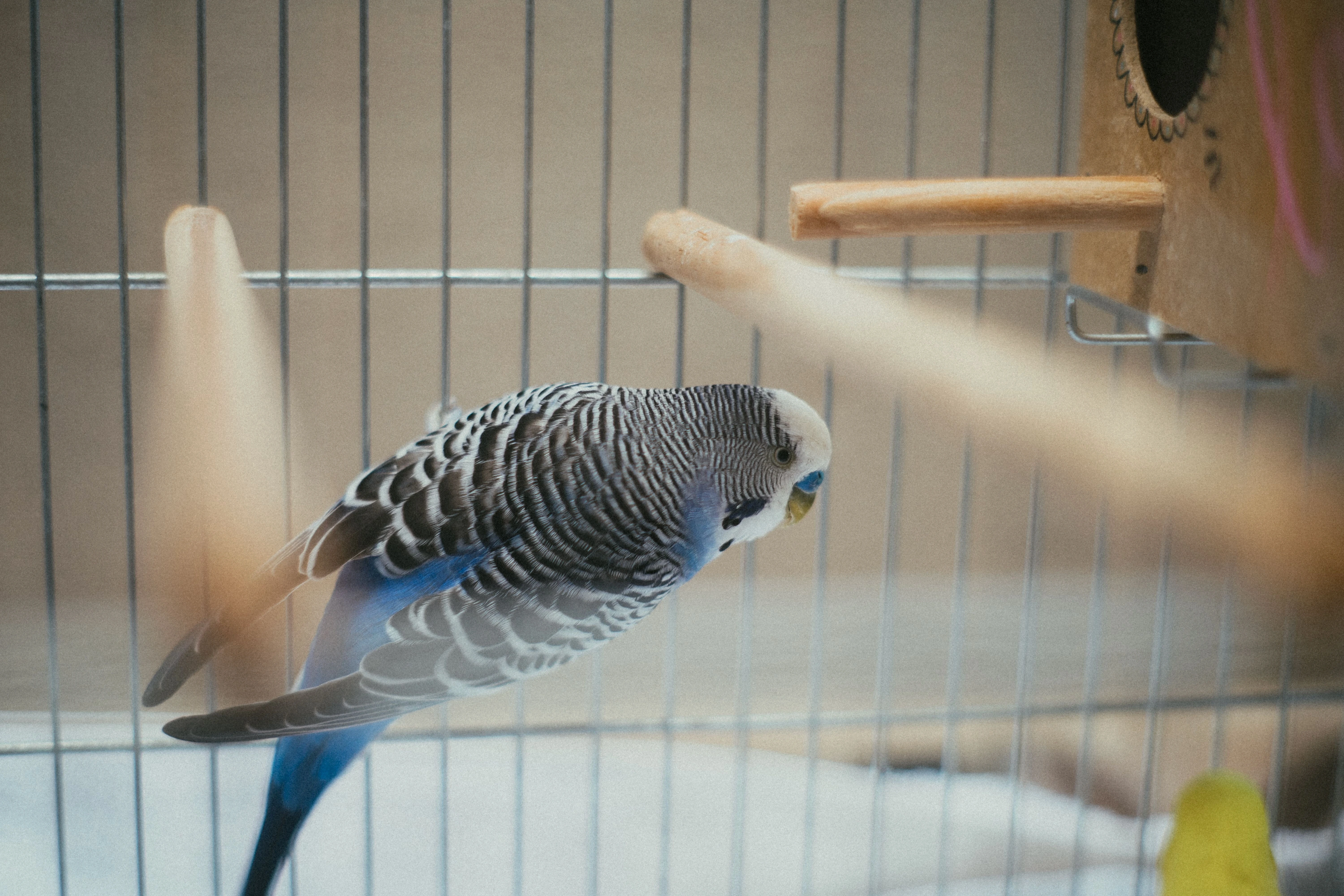 a parakeet bird in a cage