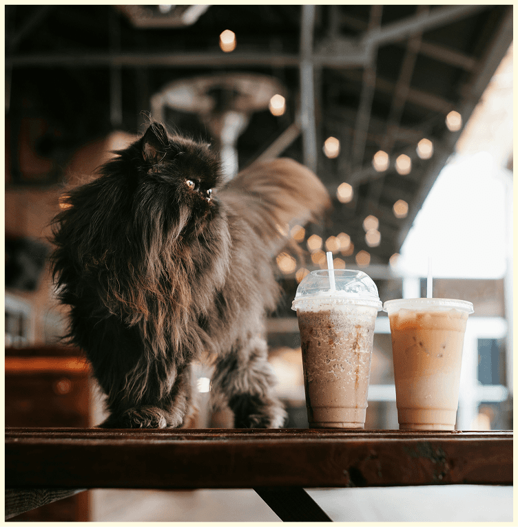 Meow and Mango Drink Branded Imagery